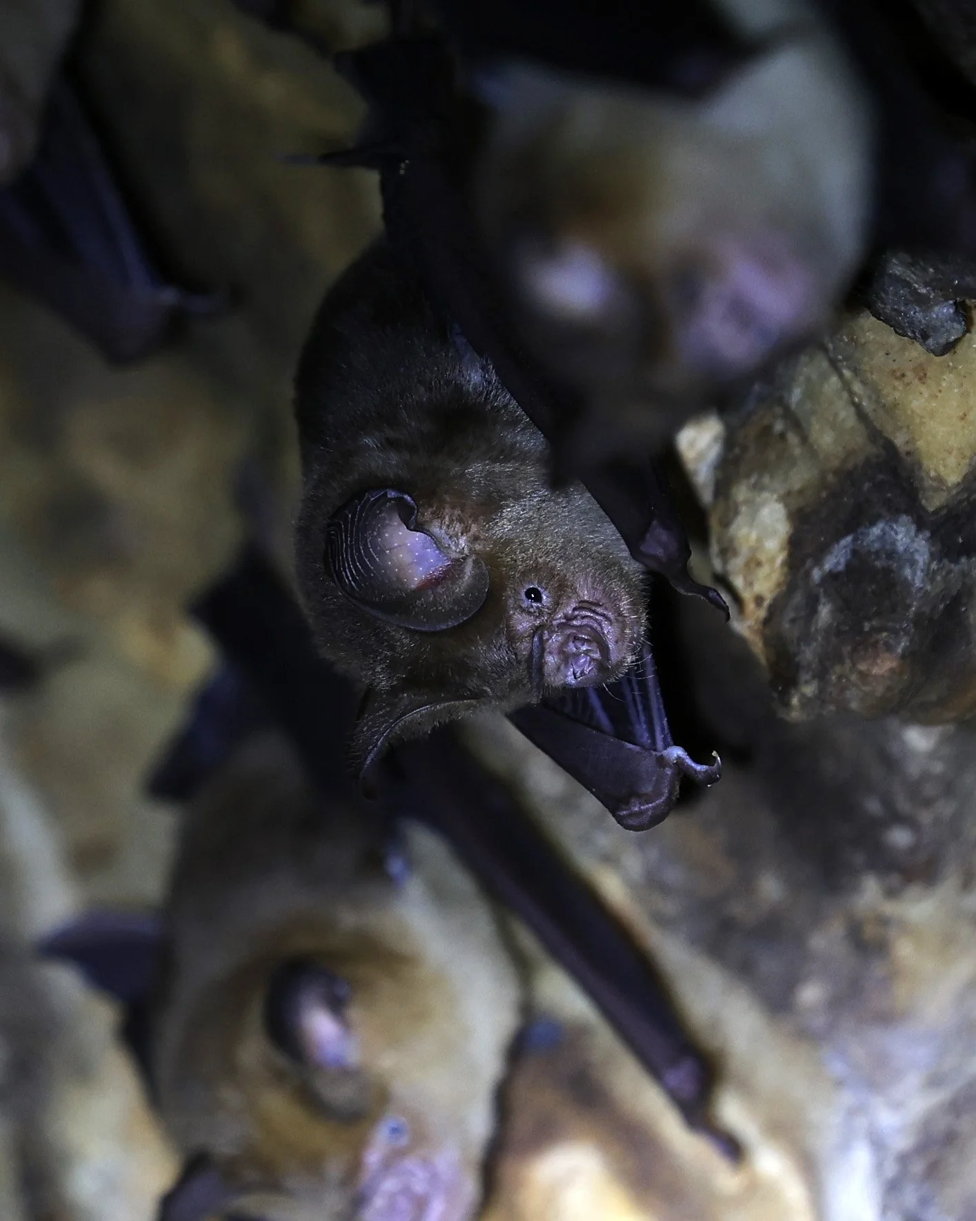 Horsfield’s Leaf-nosed Bat (Hipposideros.larvatus) Wat Tham Sila Thong Temple Pak Chong Thailand near Khao Yai (29).jpg