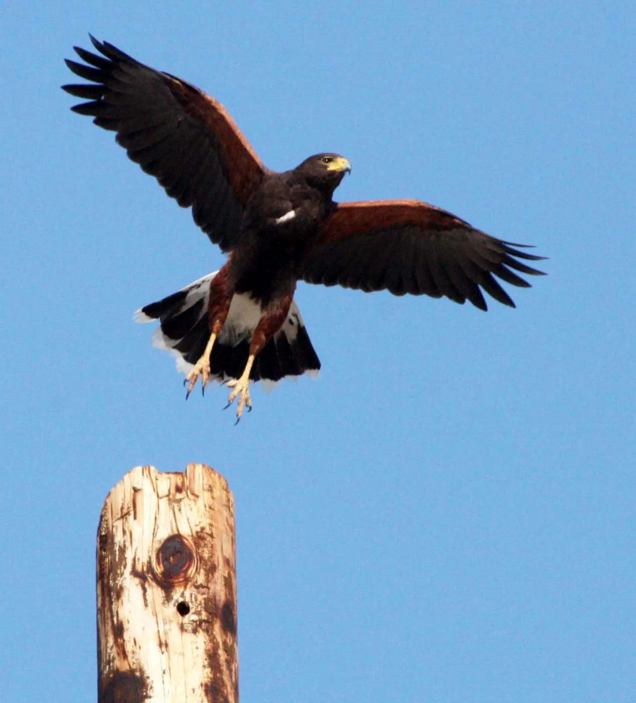 Parabuteo unicinctus - HARRIS'S HAWK - OJO DE LIEBRE LAGOON BAJA MEXICO (5).JPG