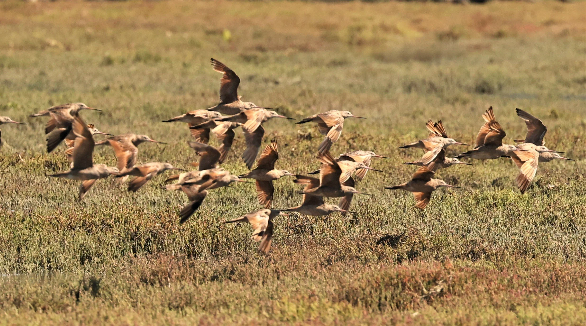 Limosa fedoa - MARBLED GODWIT - ELKHORN SLOUGH MOSS LANDING CALIFORNIA AUGUST 2022  (15).jpg