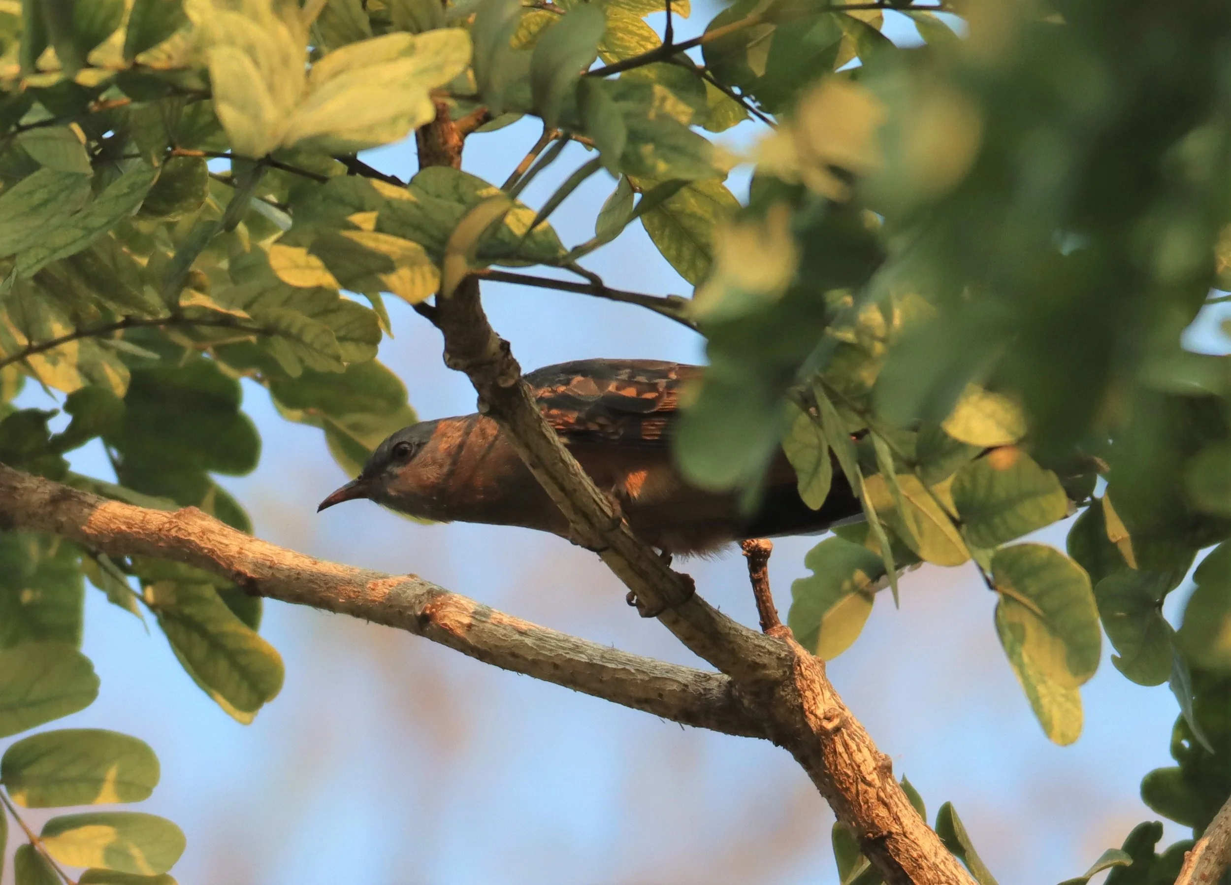 Violet Cuckoo (Chrysococcyx xanthorhynchus) Rama IX Park Bangkok (17).jpg