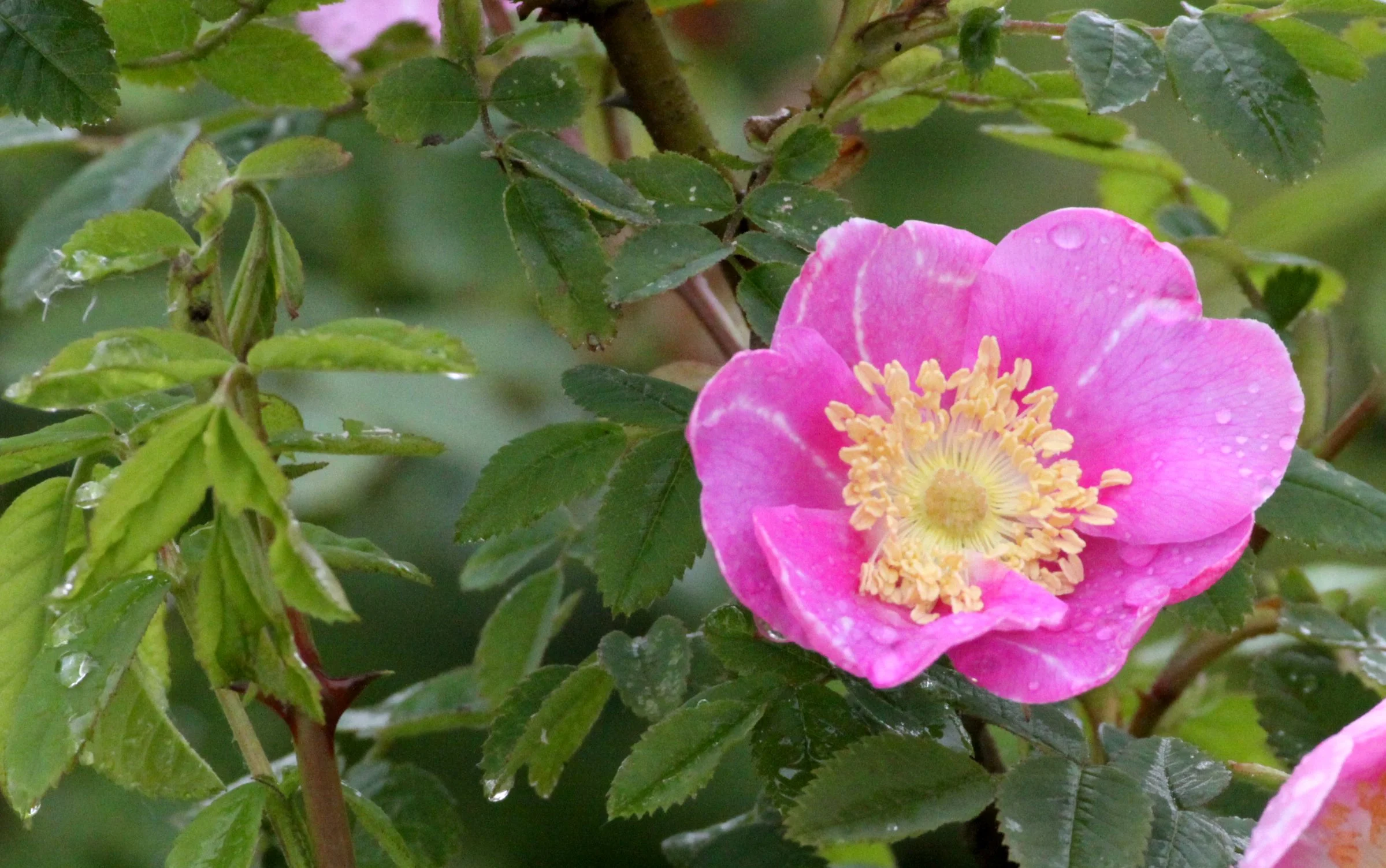 ROSACEAE - WILD ROSE - KNIGHTS INLET BRITISH COLUMBIA.JPG