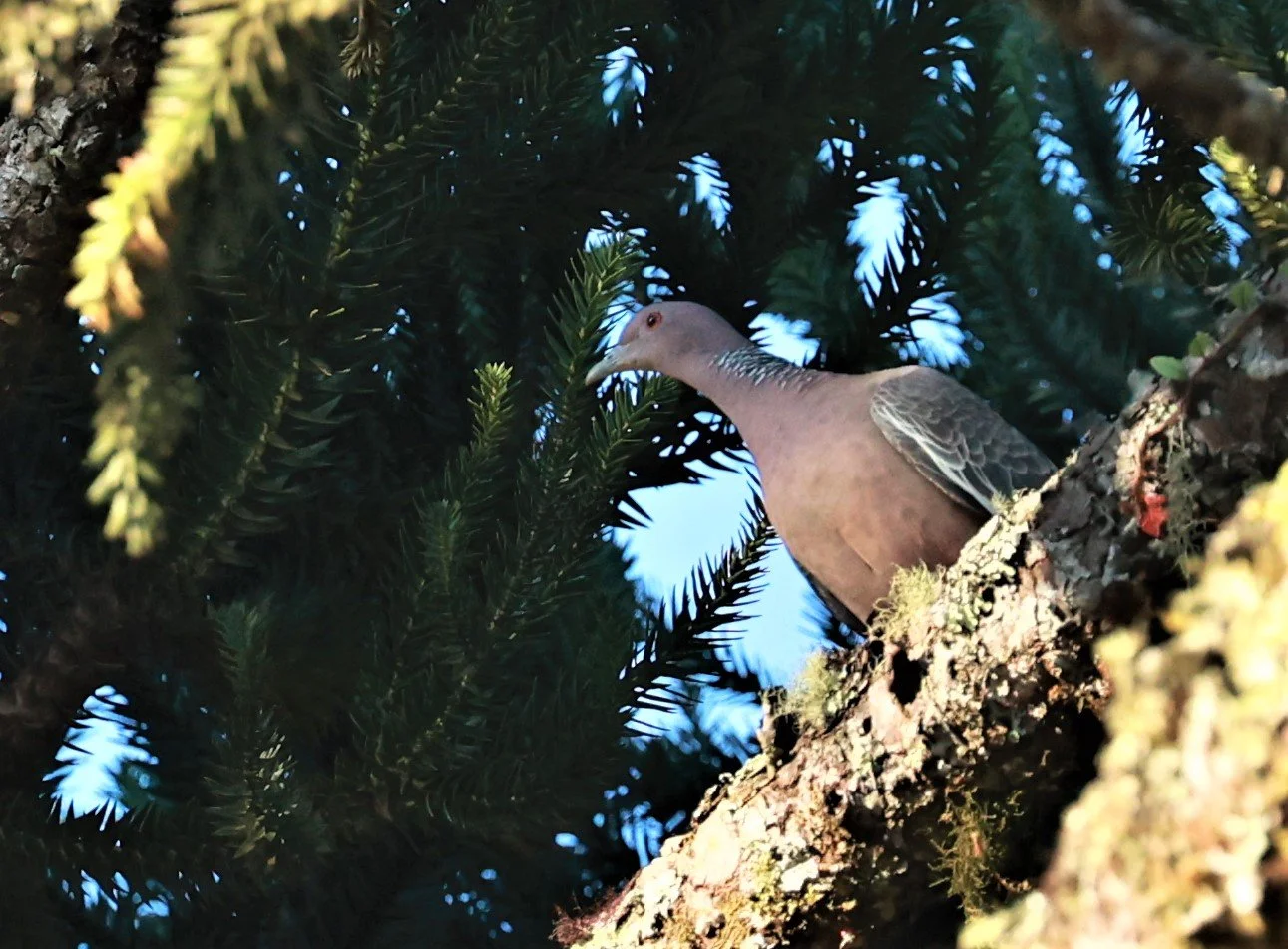 Pigeon - Picazuro Pigeon - Patagioenas picazuro - Carlos Botelho State Park, Sao Paulo State Brazil (2).jpg