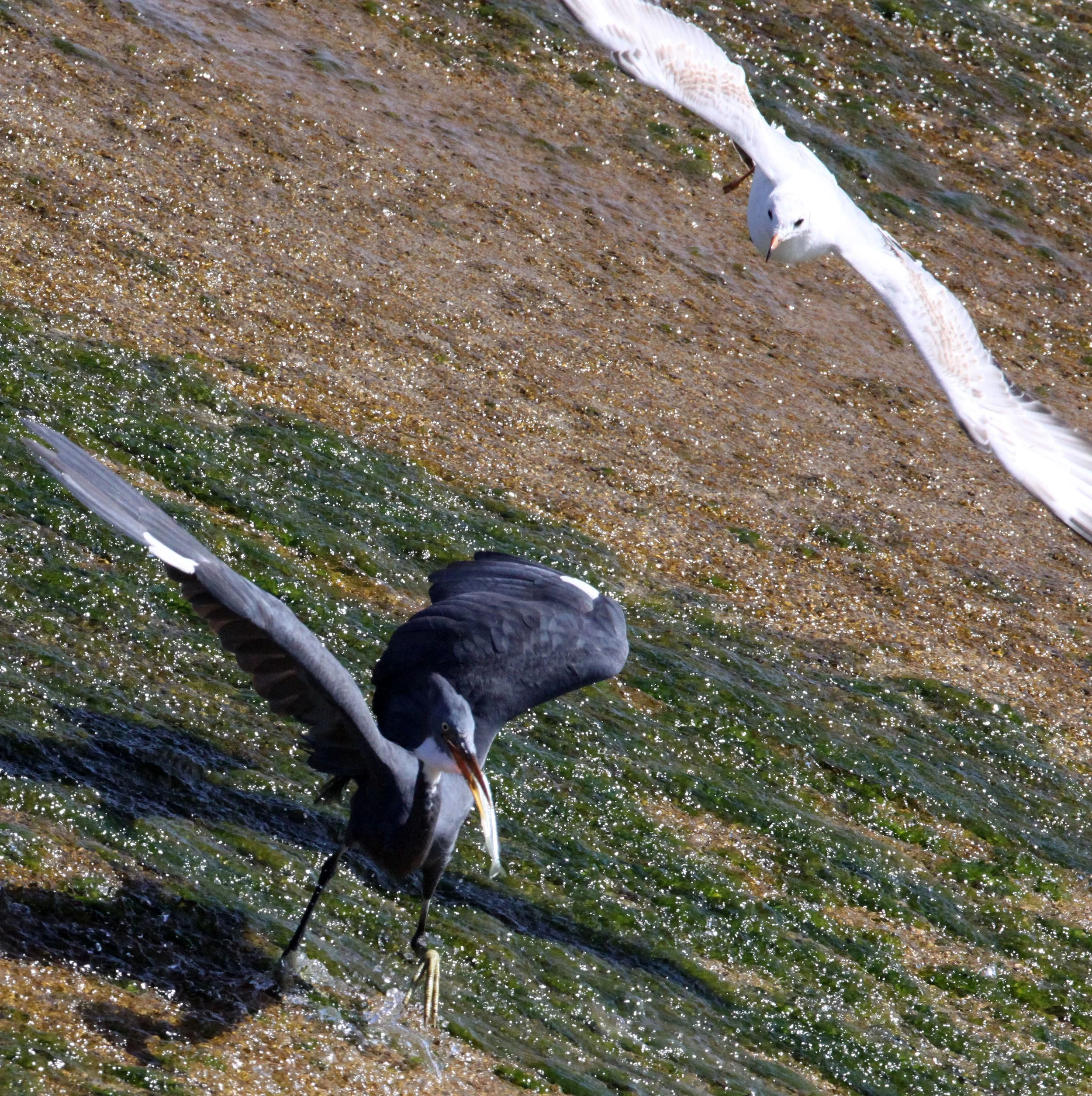 INDIAN REEF HERON (EGRET) - Egretta gularis - BEING HARRASSED BY BROWN-HEADED GULL - SOMCHAT GUJARAT INDIA (20).JPG