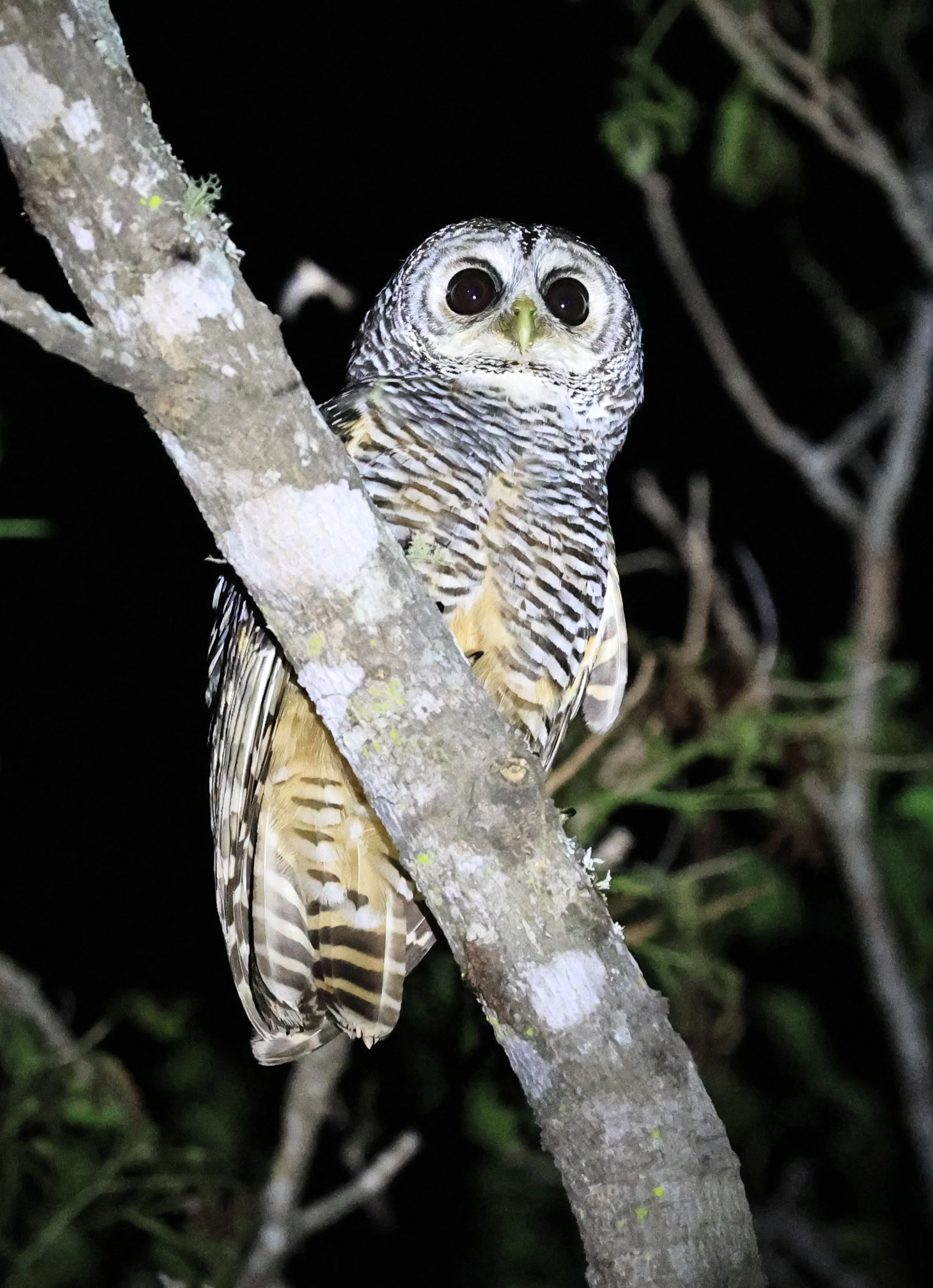 Chaco Owl (Strix chacoensis) Reserva Nueland  Selva Serena (49).jpg