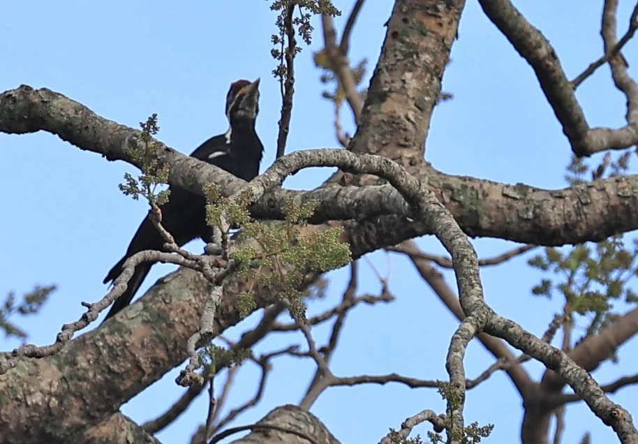 Black-bodied Woodpecker (Dryocopus schulzi) Selva Serena Natural Reserve 