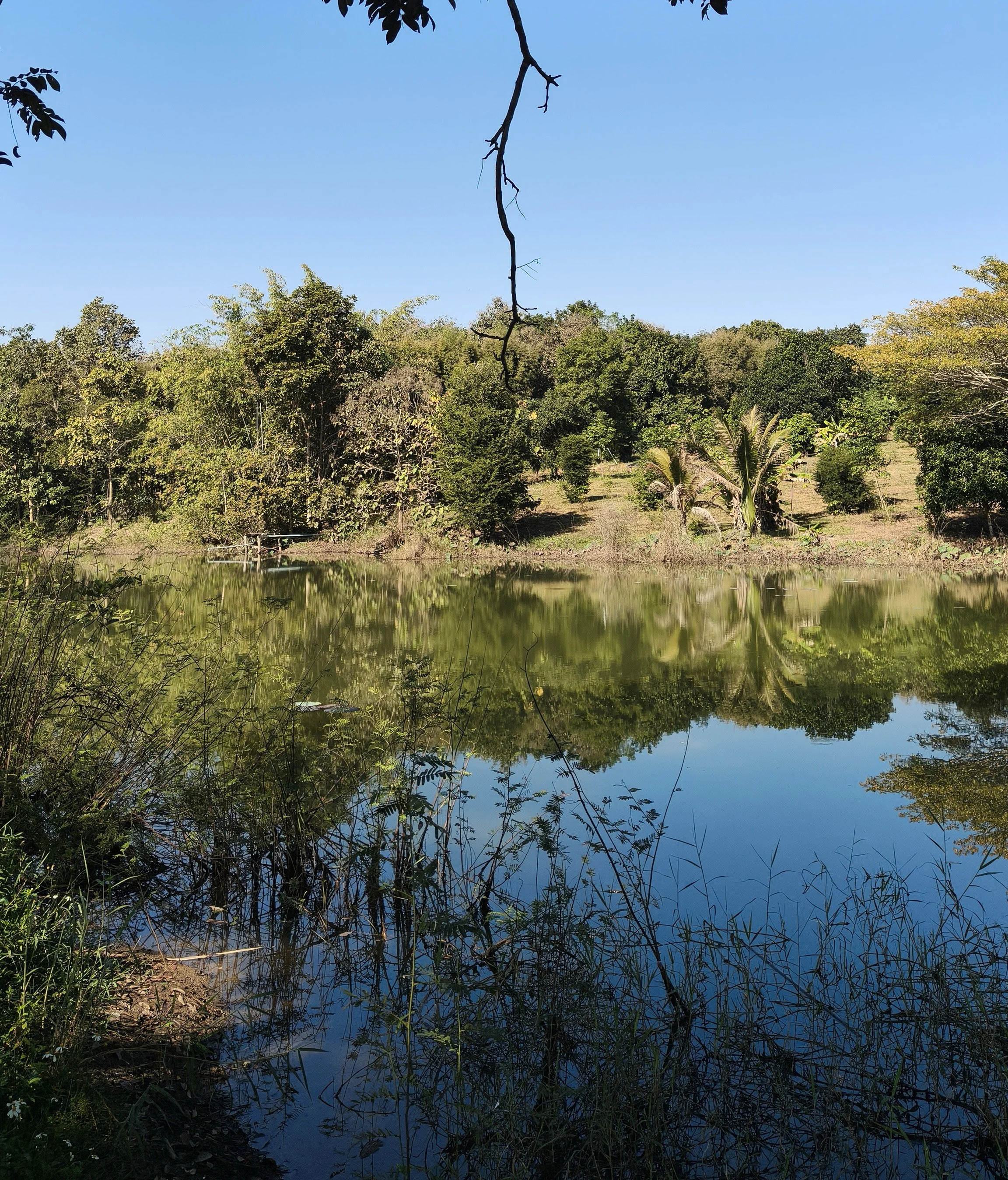Ngao Durian Farm January 1 2026 (32).jpg