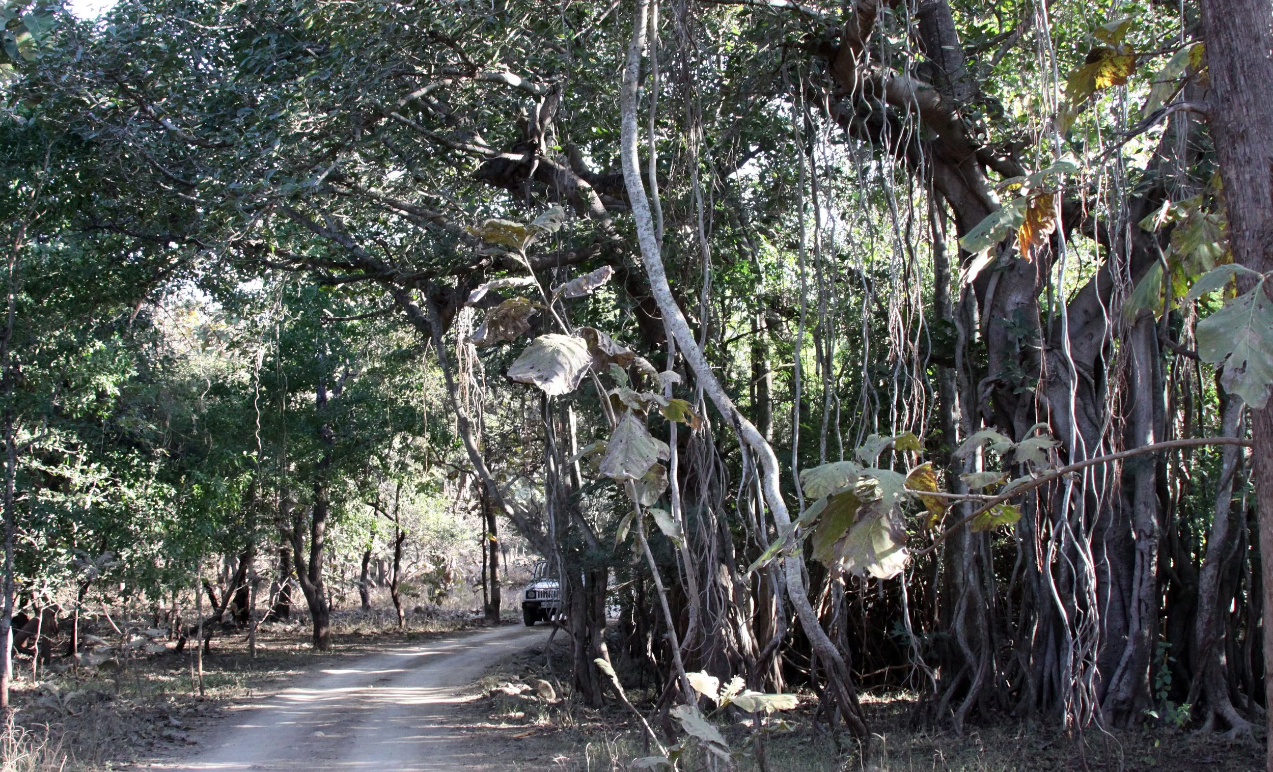 GUJARAT - GIR FOREST GUJARAT INDIA (6).JPG