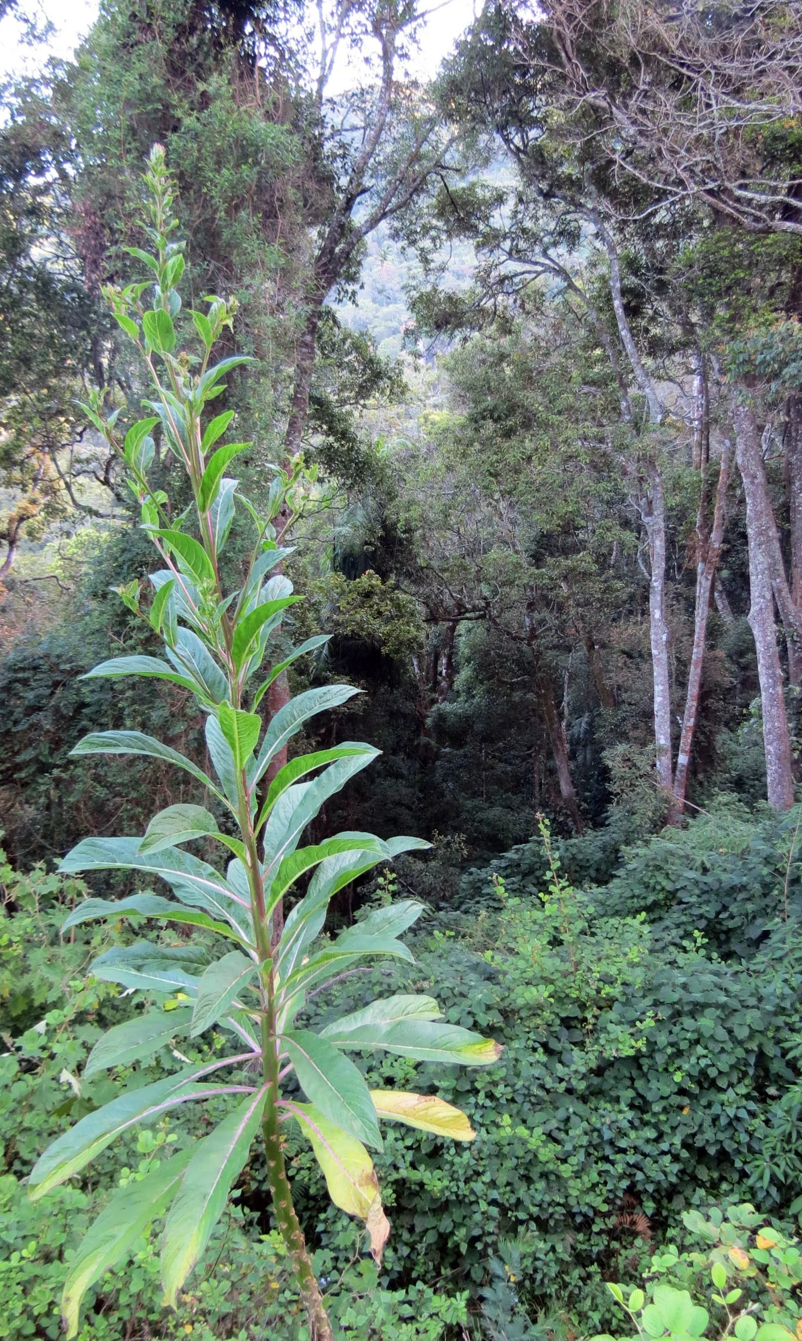 PAMPADUM SHOLA NATIONAL PARK INDIA - VATTAVADA (25).JPG