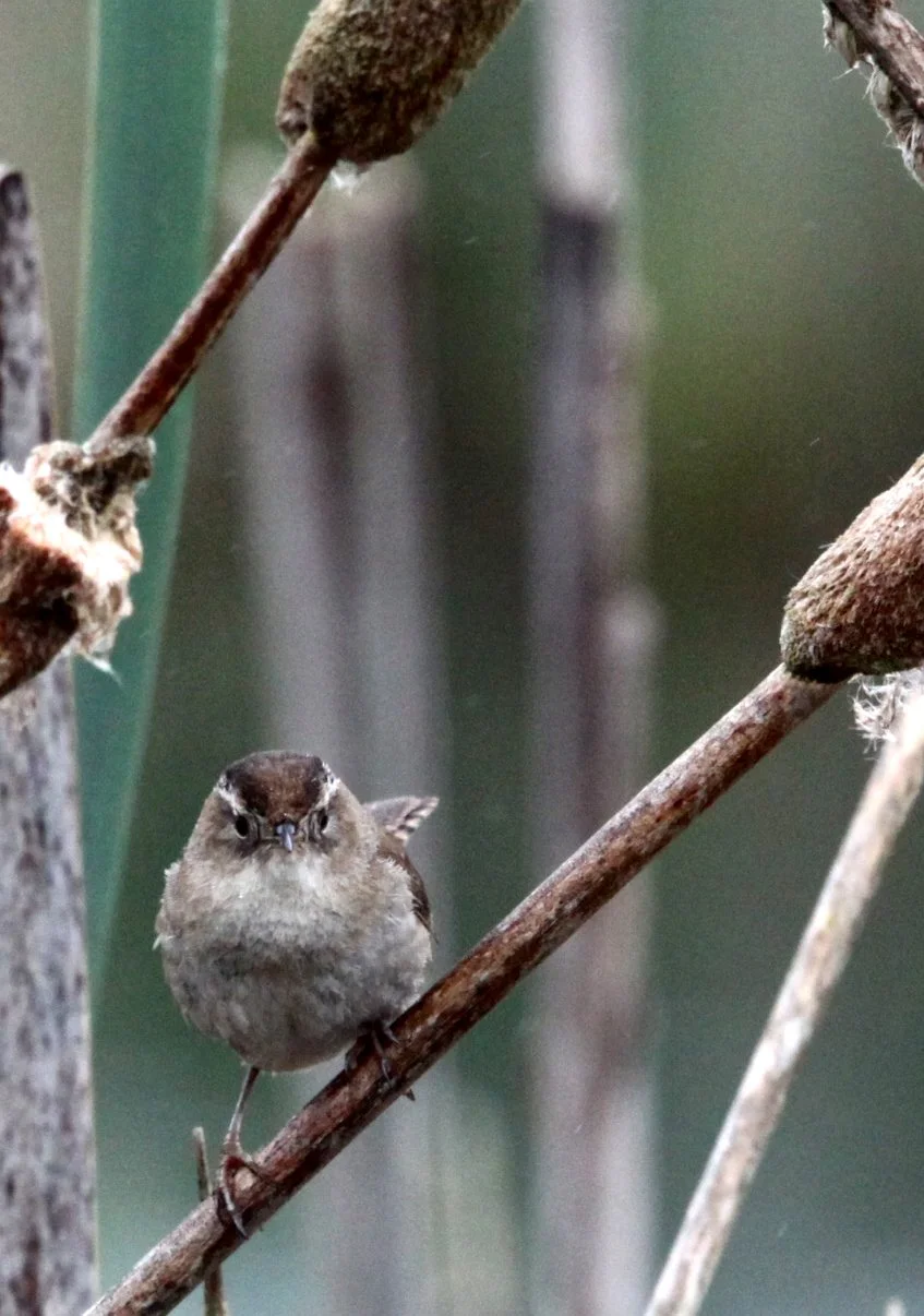 BIRD - WREN - MARSH WREN - HUMBOLDT WETLANDS RESERVE CALIFORNIA.JPG