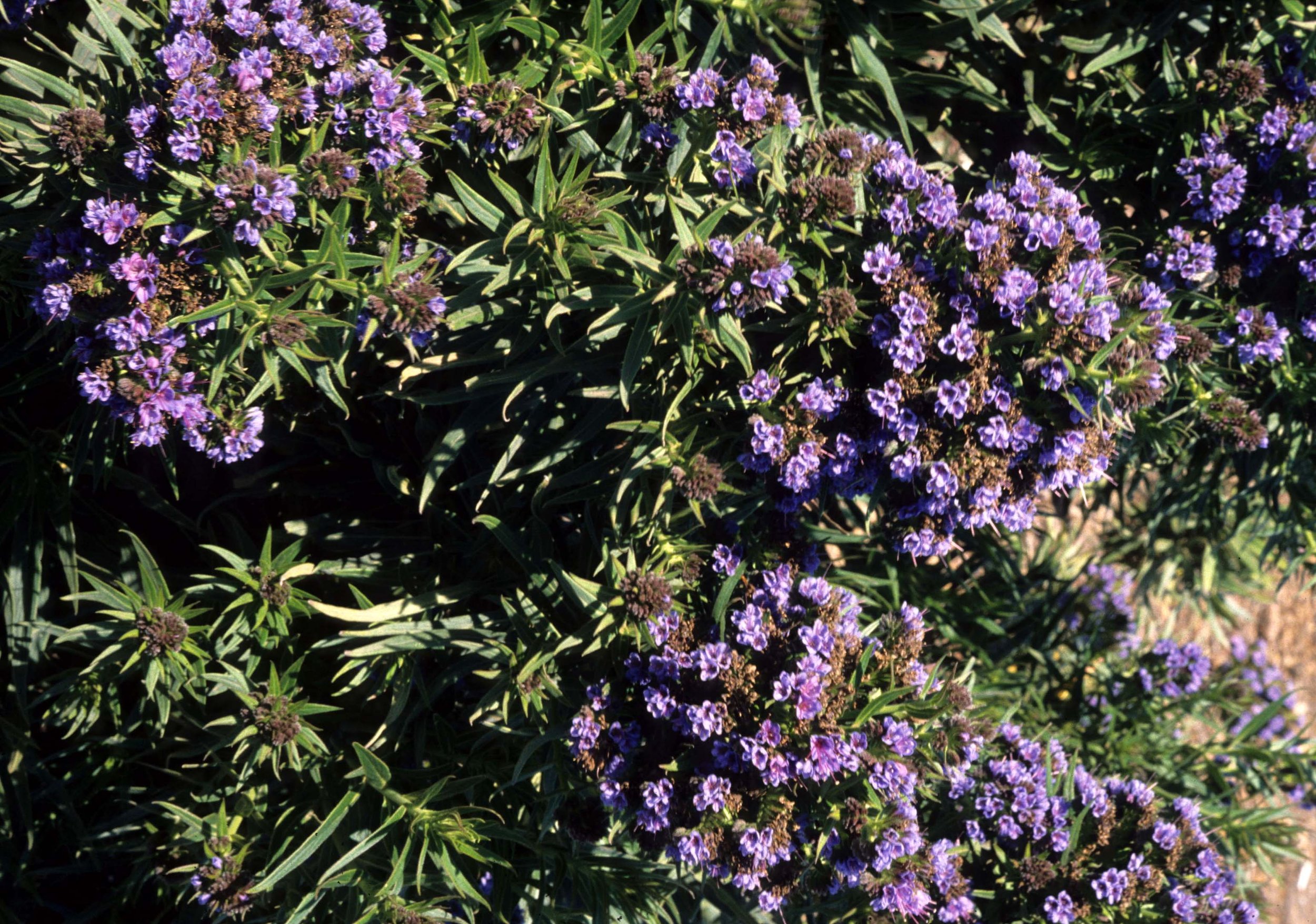 CALIFORNIA - REDWOODS NP - PLANT SPECIES F.jpg