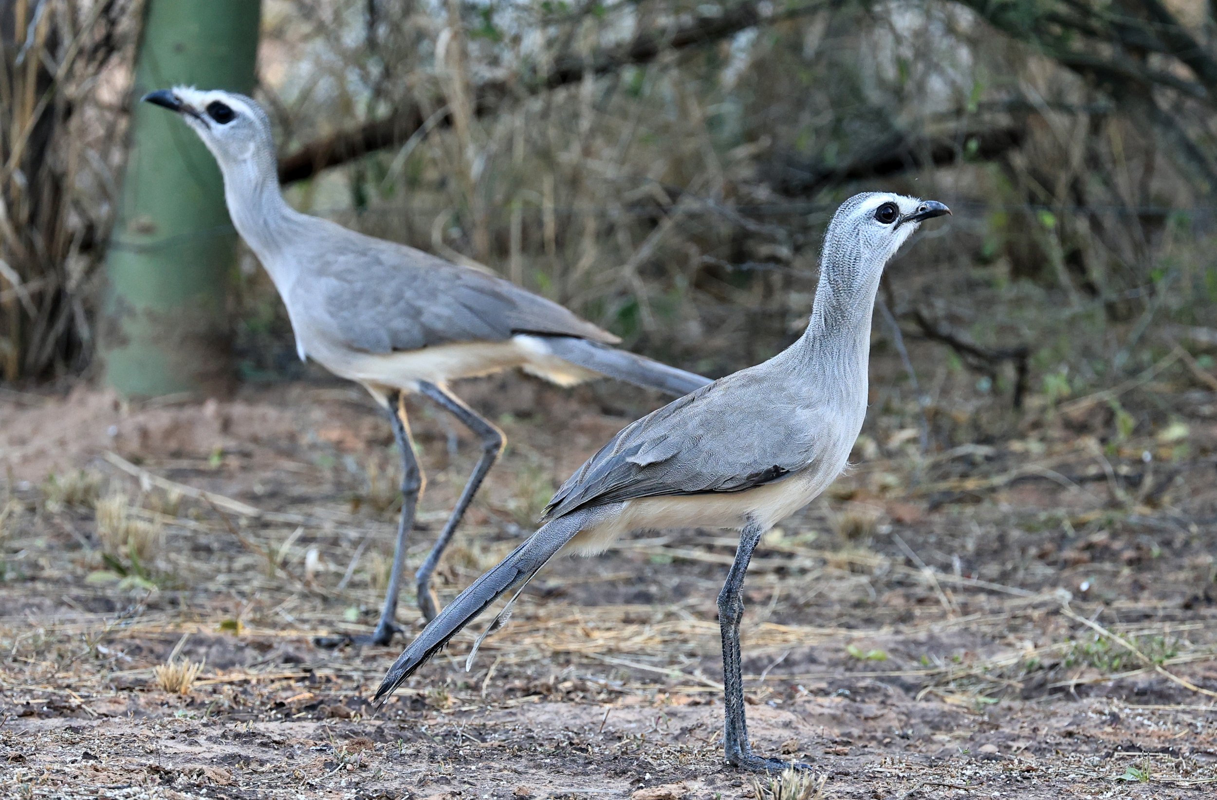 Black-legged Seriema (Chunga burmeisteri) Parque Nacional Teniente Agripino Enciso (27).jpg