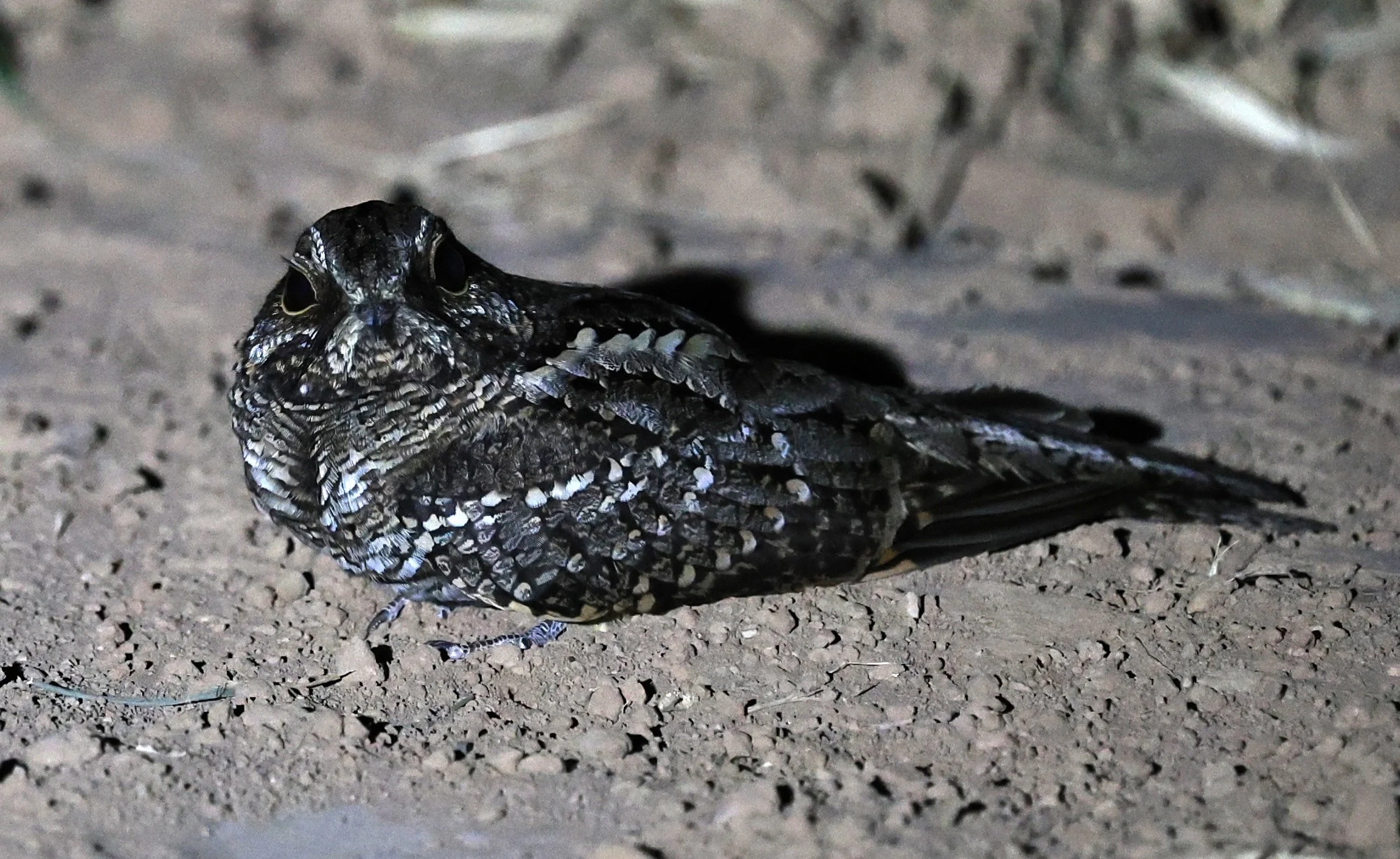 Scissor-tailed Nightjar (Hydropsalis torquata) female - Fortin Toledo Paraguay (9).jpg