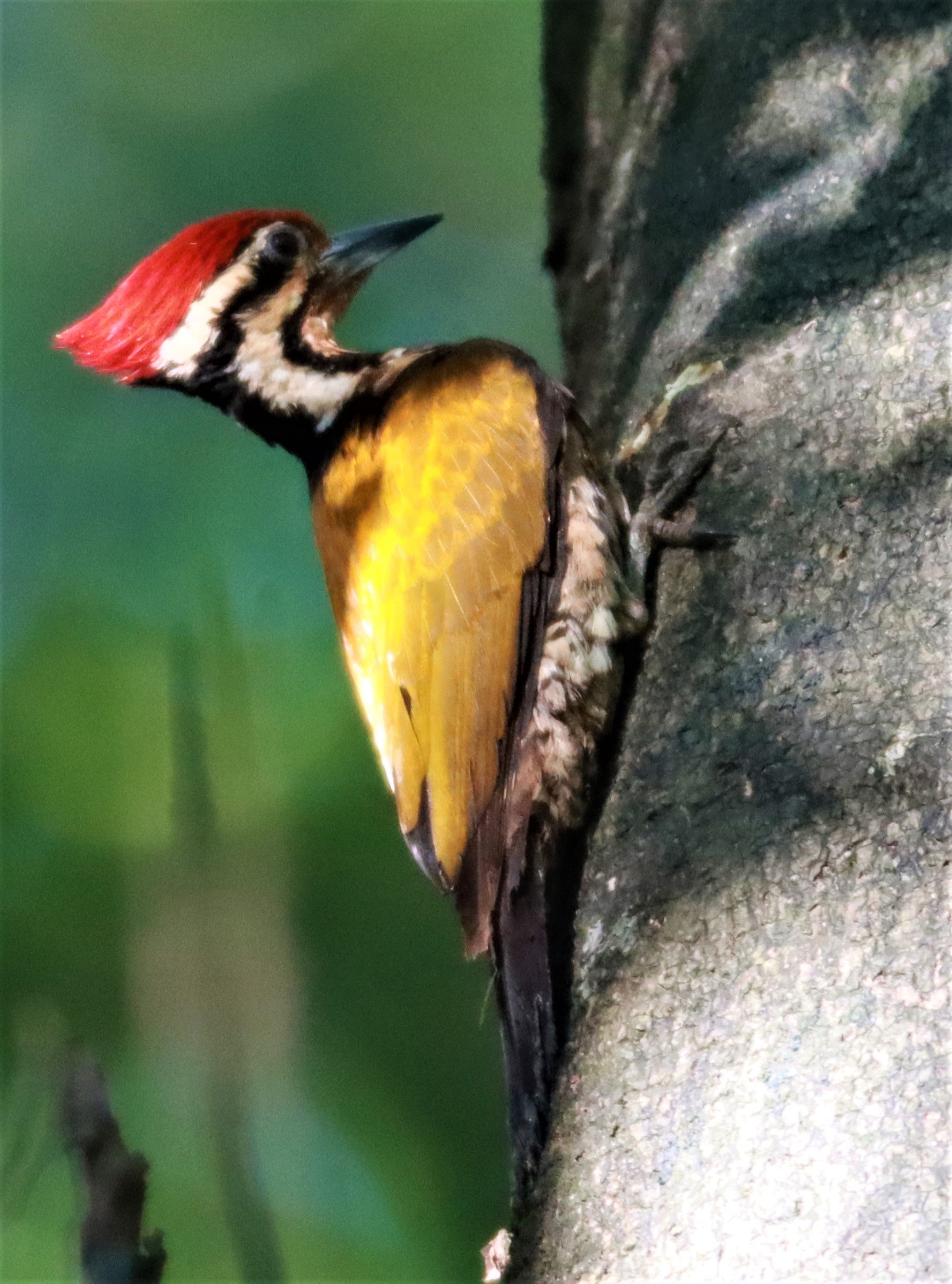 WOODPECKER - COMMON FLAMEBACK - Dinopium javenense - AO PHANG NGA NATIONAL PARK AREA (35).jpg