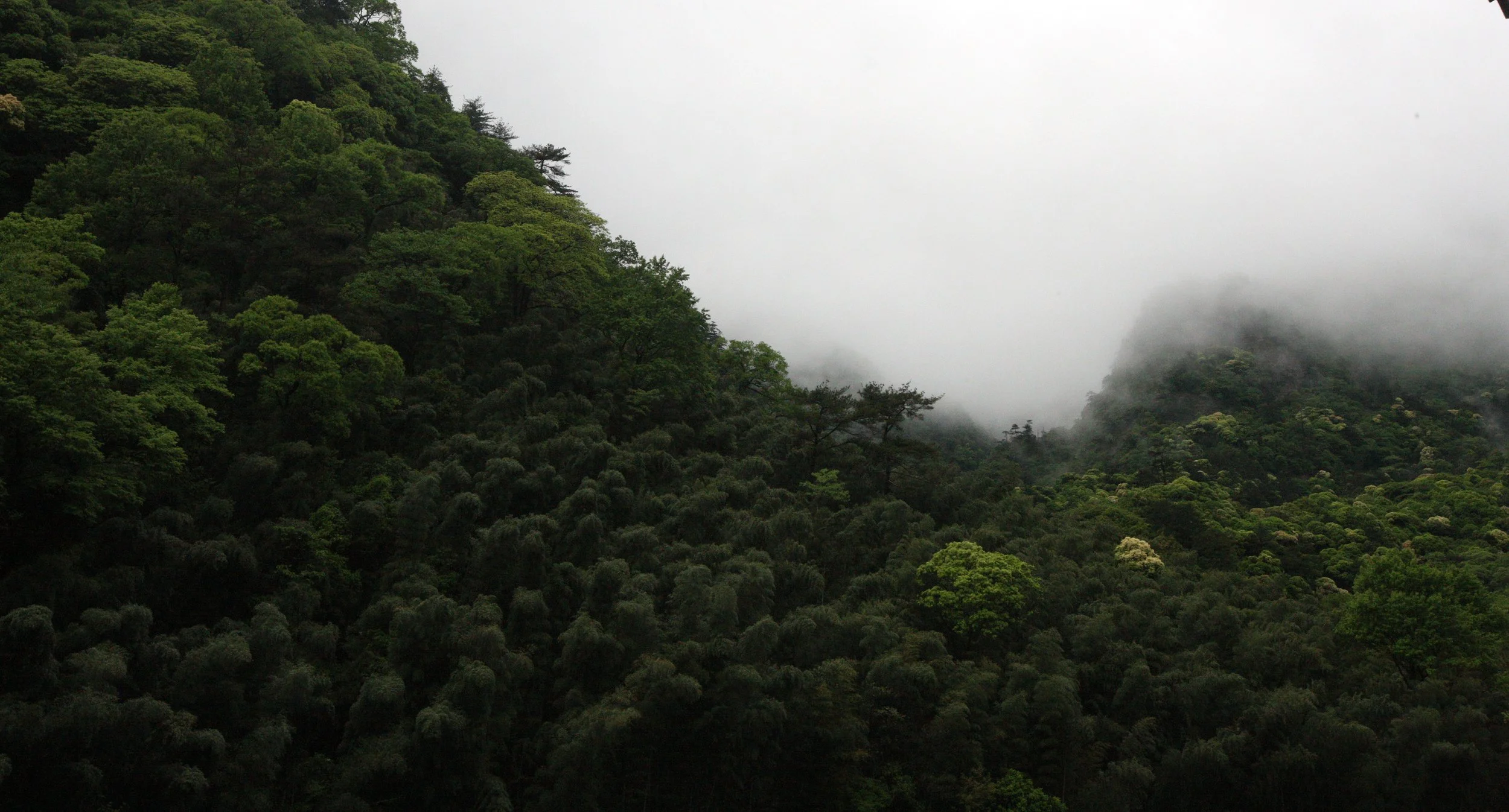 GUNIUJIANG NATURE RESERVE - ANHUI PROVINCE CHINA (14).JPG