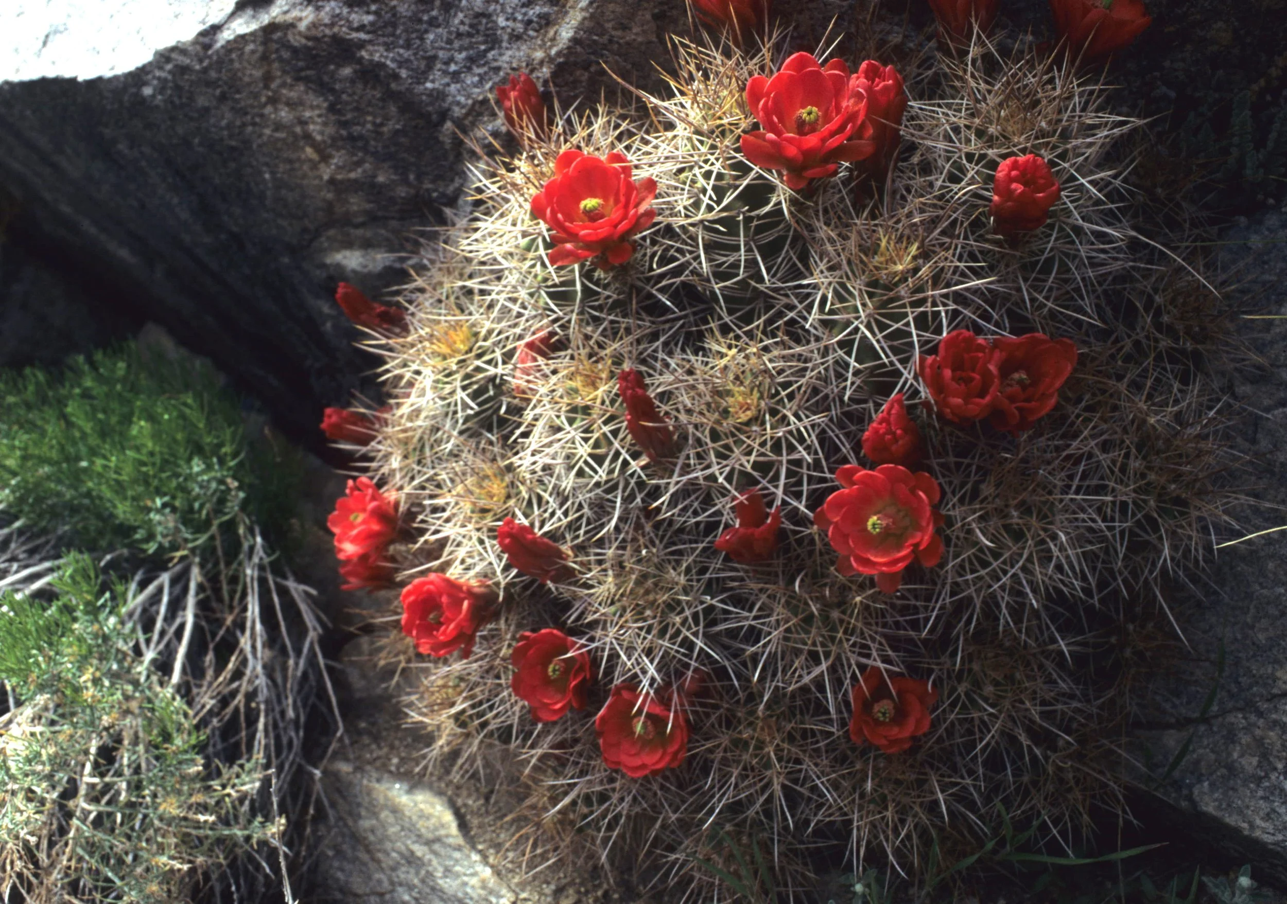 DEATH VALLEY - ECHINOCEREUS TRIGLOCHIDIATUS VAR MOJAVENSIS.jpg