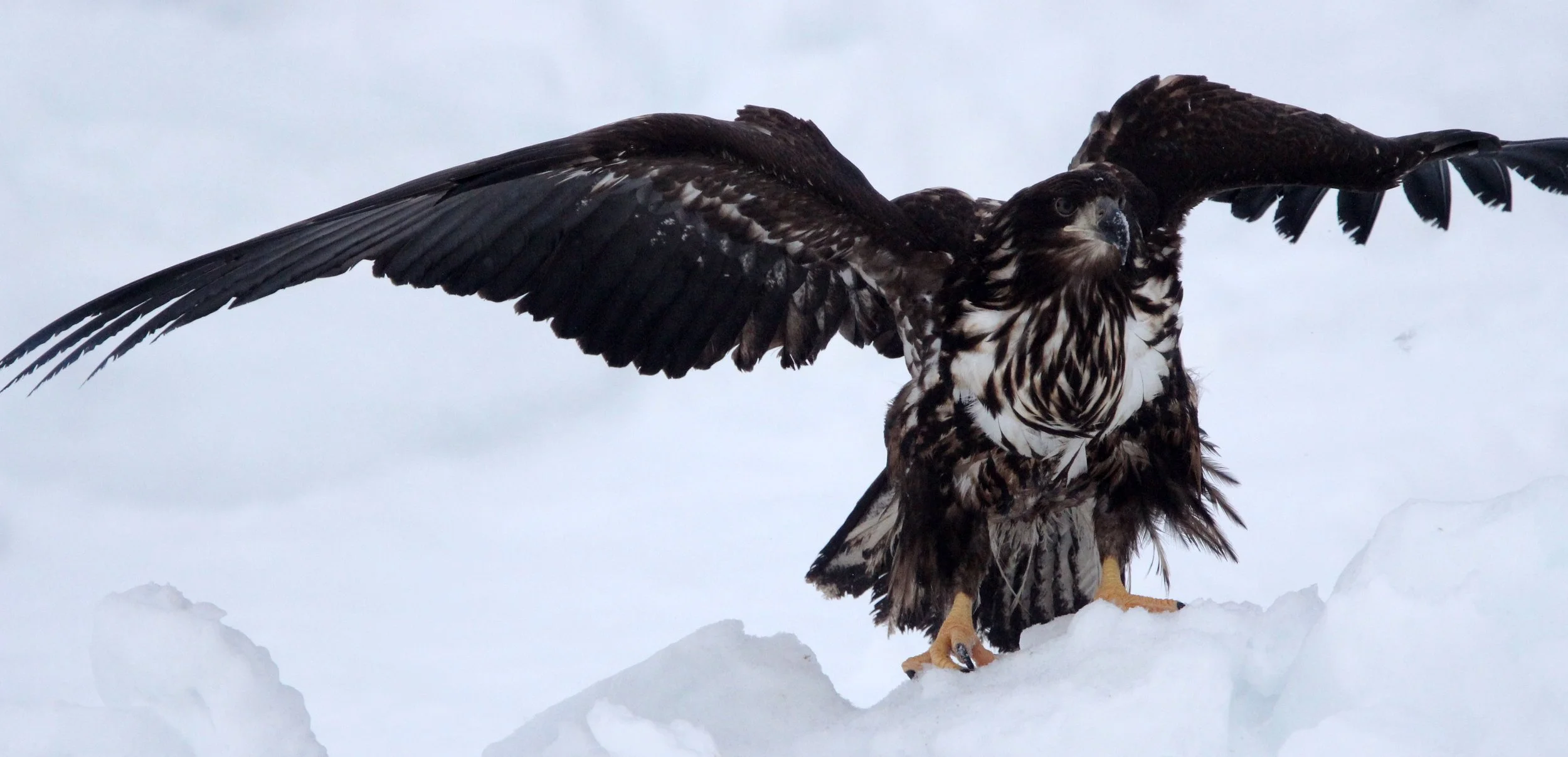 BIRD - EAGLE - WHITE-TAILED EAGLE - RAUSU, SHIRETOKO PENINSULA & NATIONAL PARK - HOKKAIDO JAPAN (112).JPG