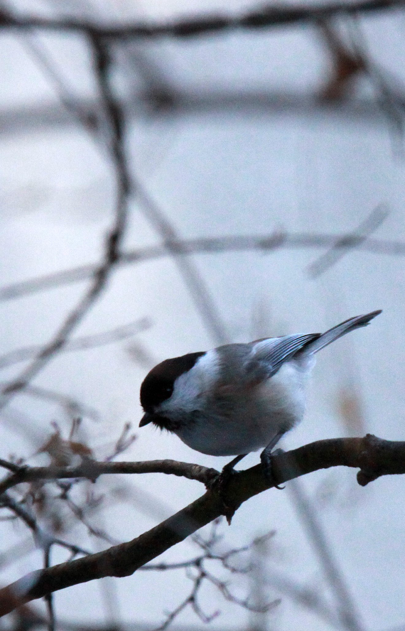 Willow Tit (Poecile montanus) Shiobutsu Onsen Karuizawa Japan (1).JPG