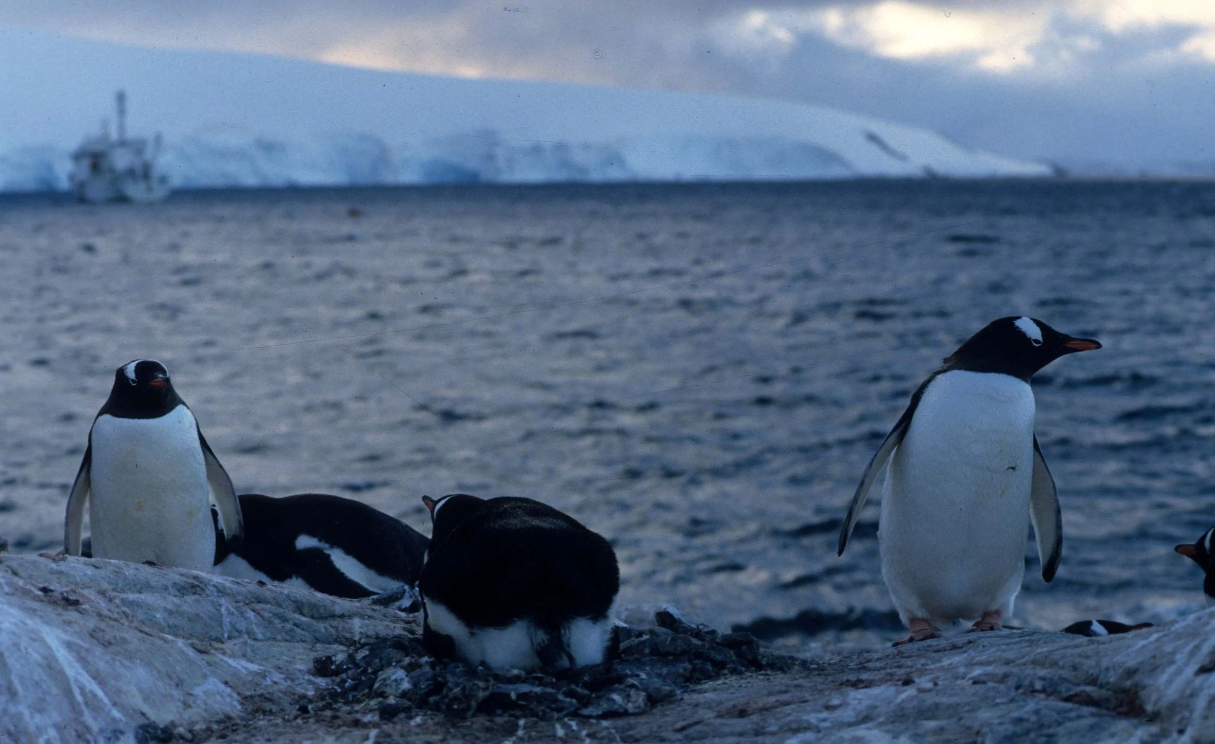 Gentoo Penguin (Pygoscelis papua) Danco Island Antarctic Peninsula (17).jpg