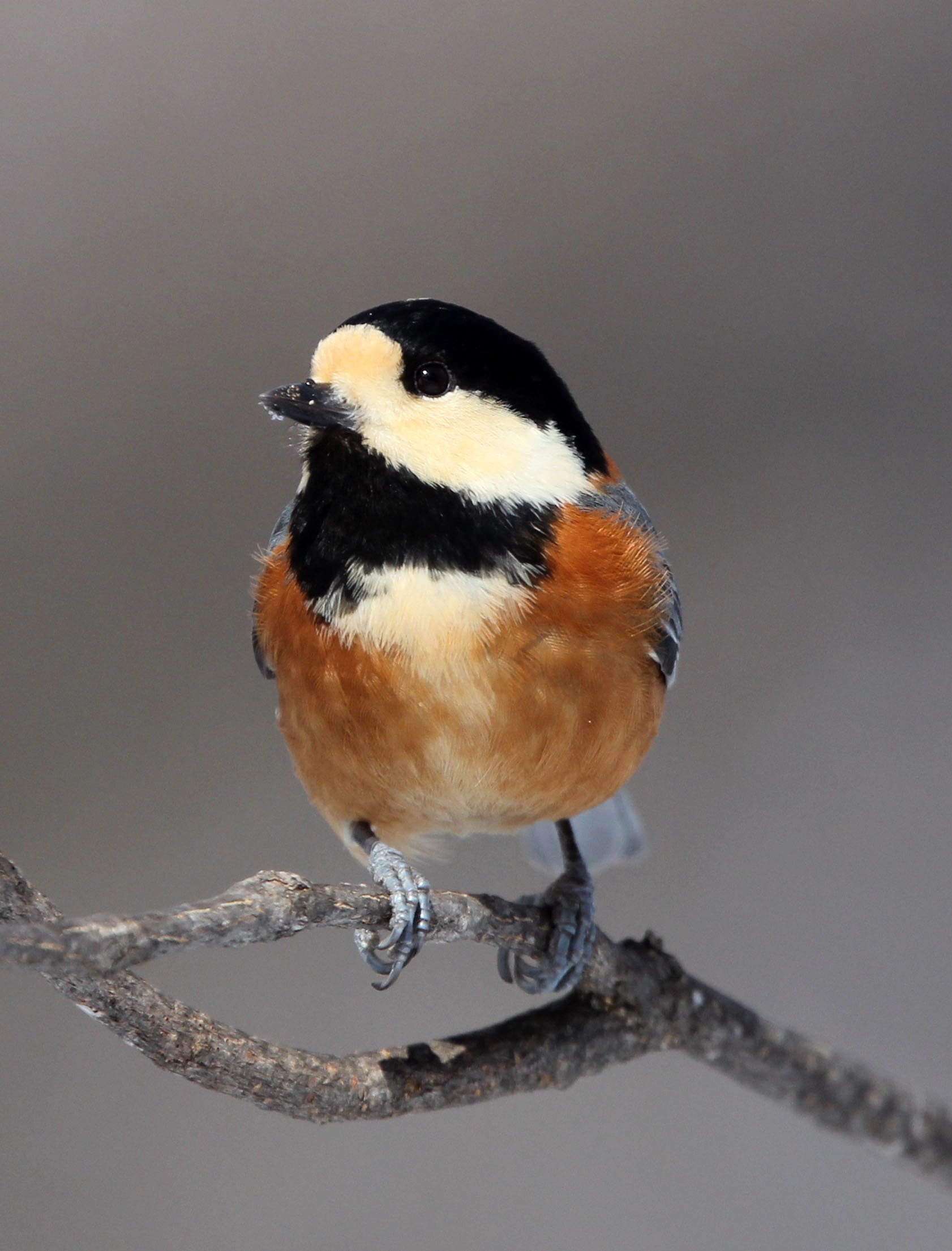 Varied Tit (Sittiparus varia) Kinohiroba Park, Abashiri Hokkaido, Japan (25).JPG