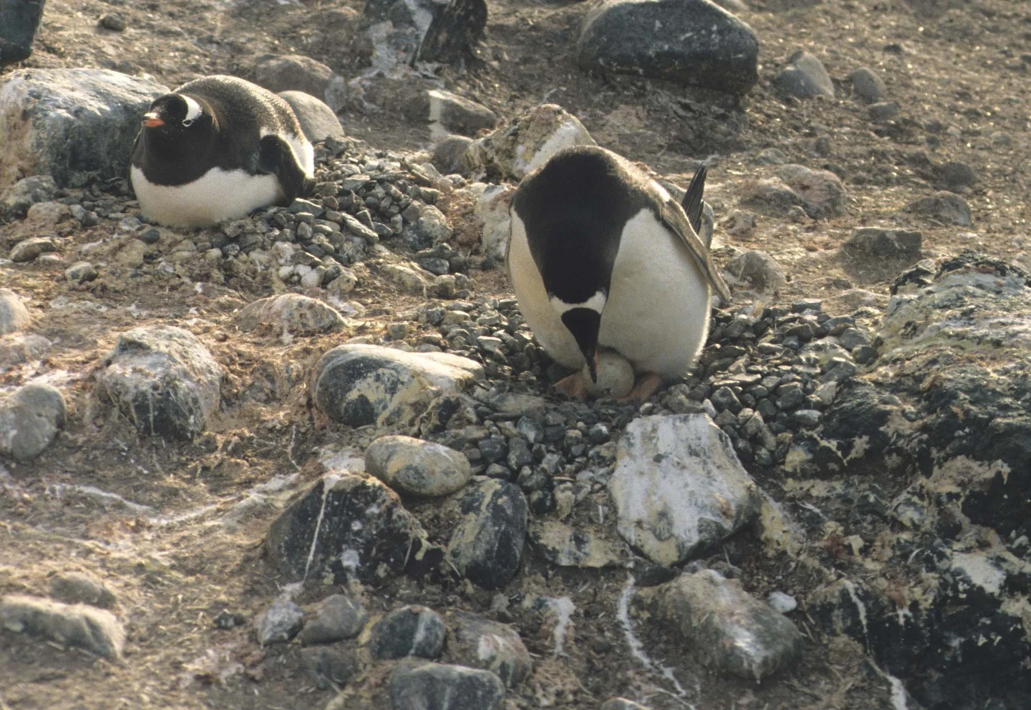 Gentoo Penguin (Pygoscelis papua) Antarctic Peninsula New Chick (8).jpg
