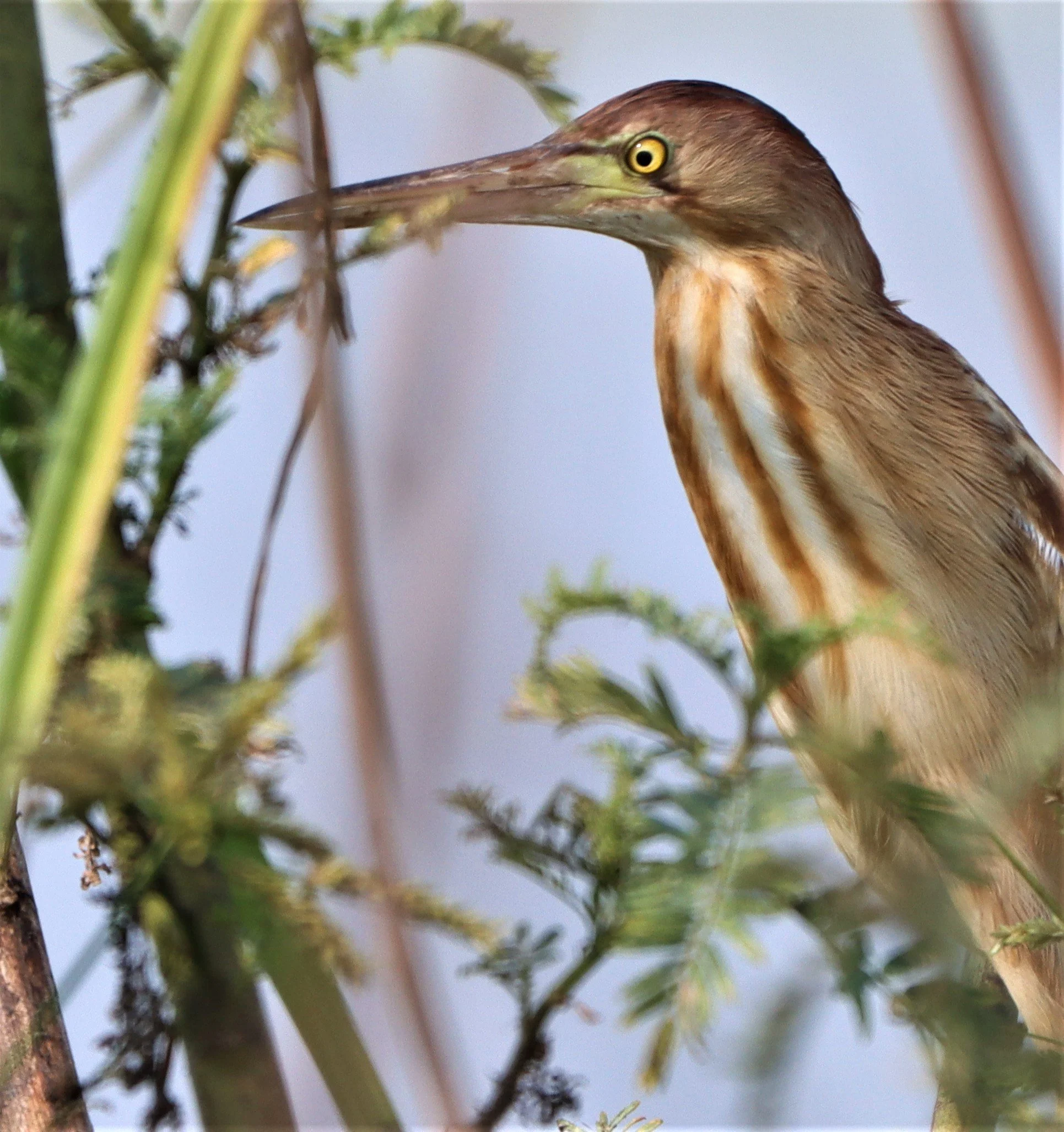 BITTERN - YELLOW BITTERN - Ixobrychus sinensis - LAT KRABANG WETLANDS NEAR BKK (17).jpg