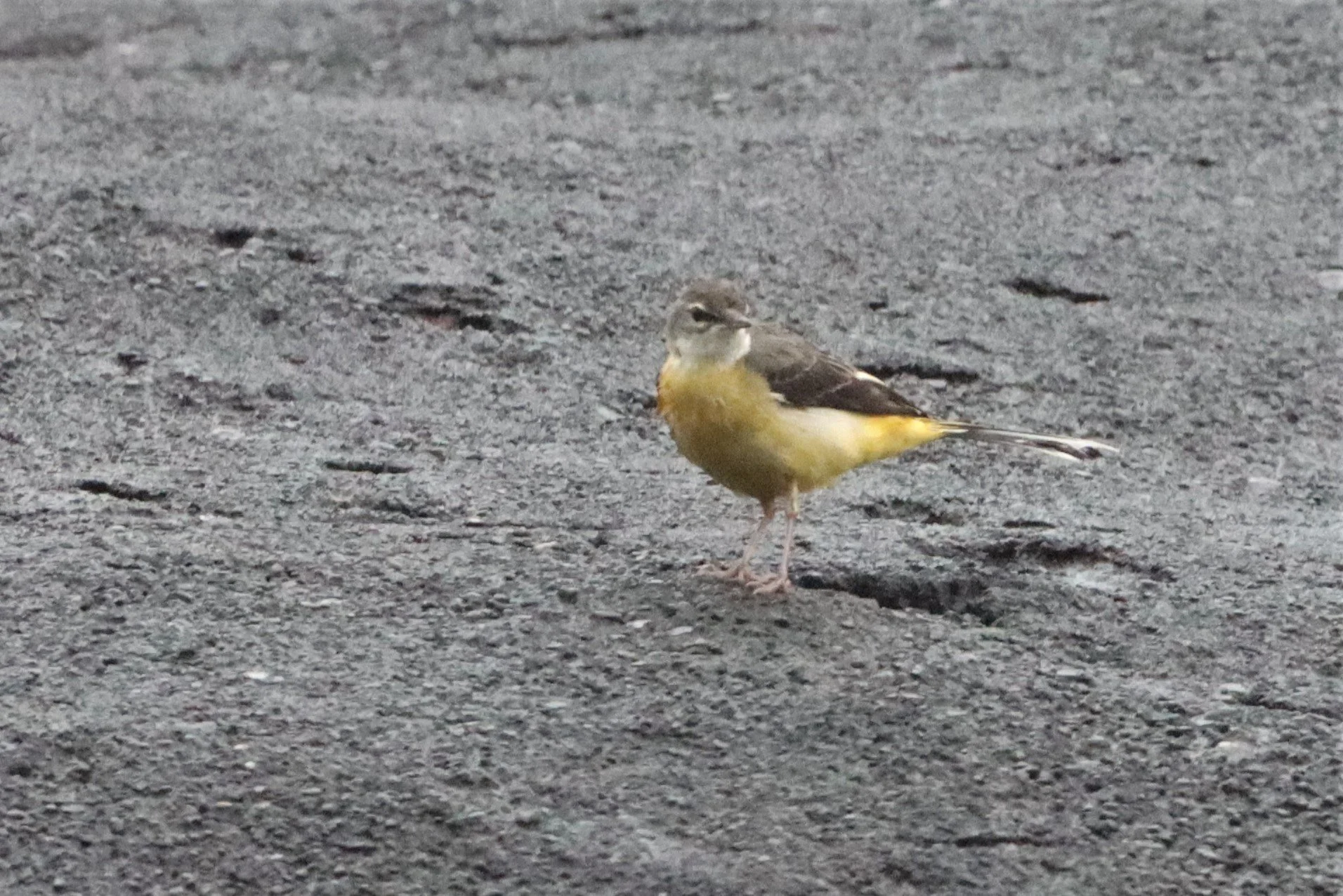 YELLOW WAGTAIL - Motacilla flava - HALA BALA WS (11).jpg