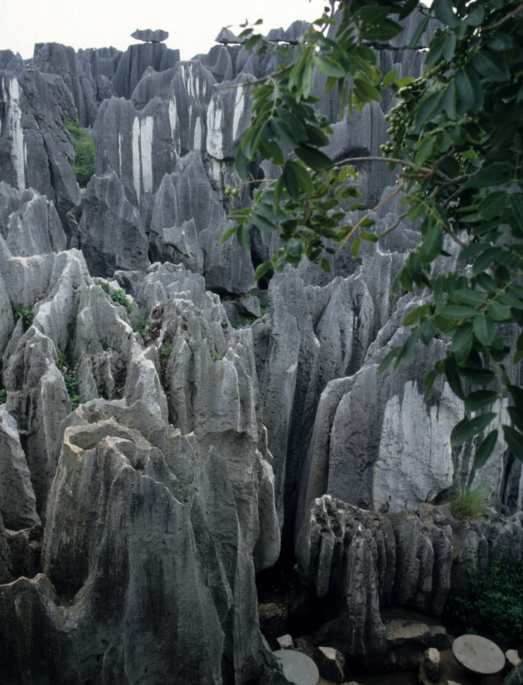 STONE FOREST