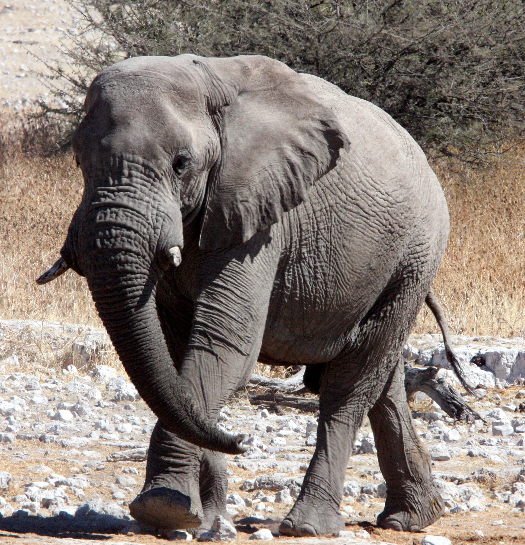 ELEPHANT - AFRICAN ELEPHANT - ETOSHA NATIONAL PARK NAMIBIA (82).JPG