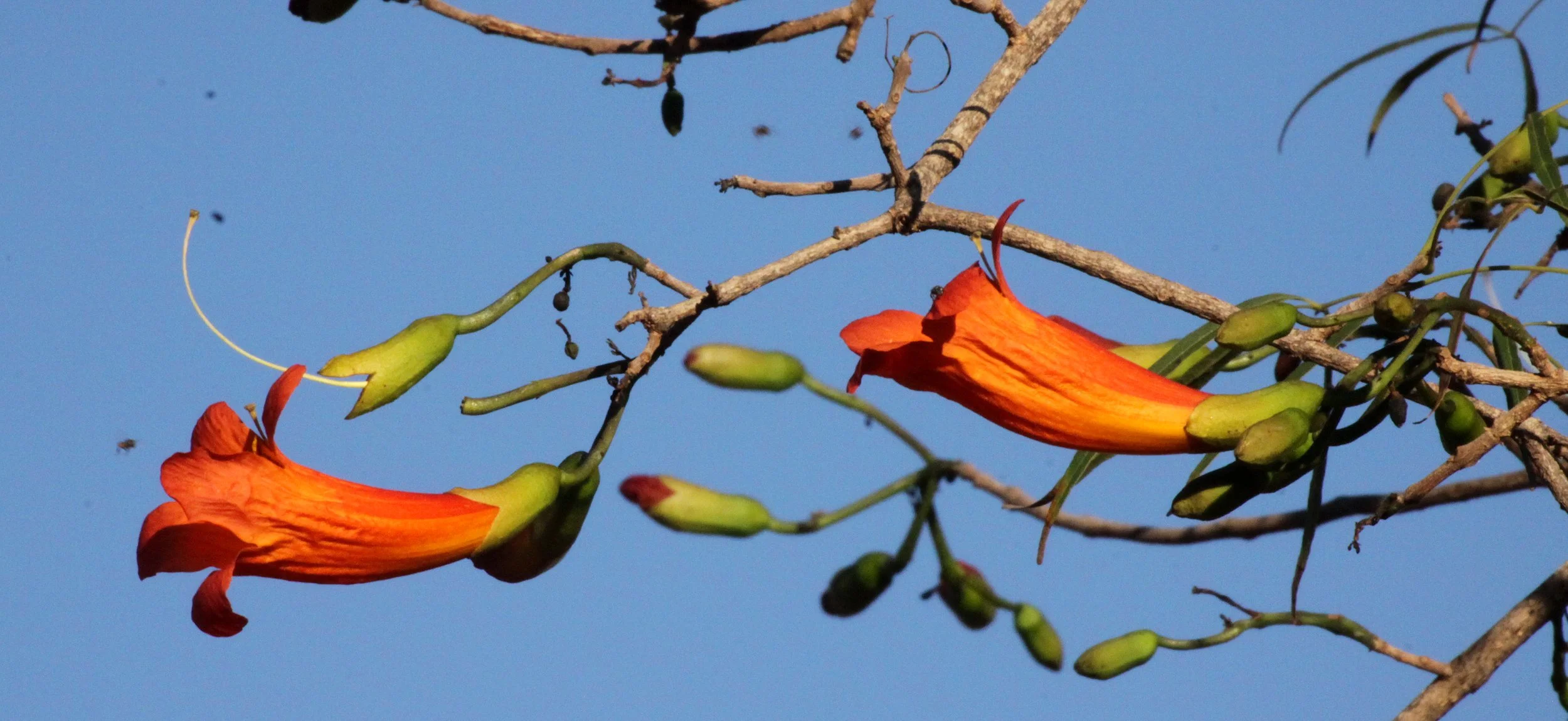 PLANT - TREE SPECIES - BERENTY RESERVE MADAGASCAR (5).JPG