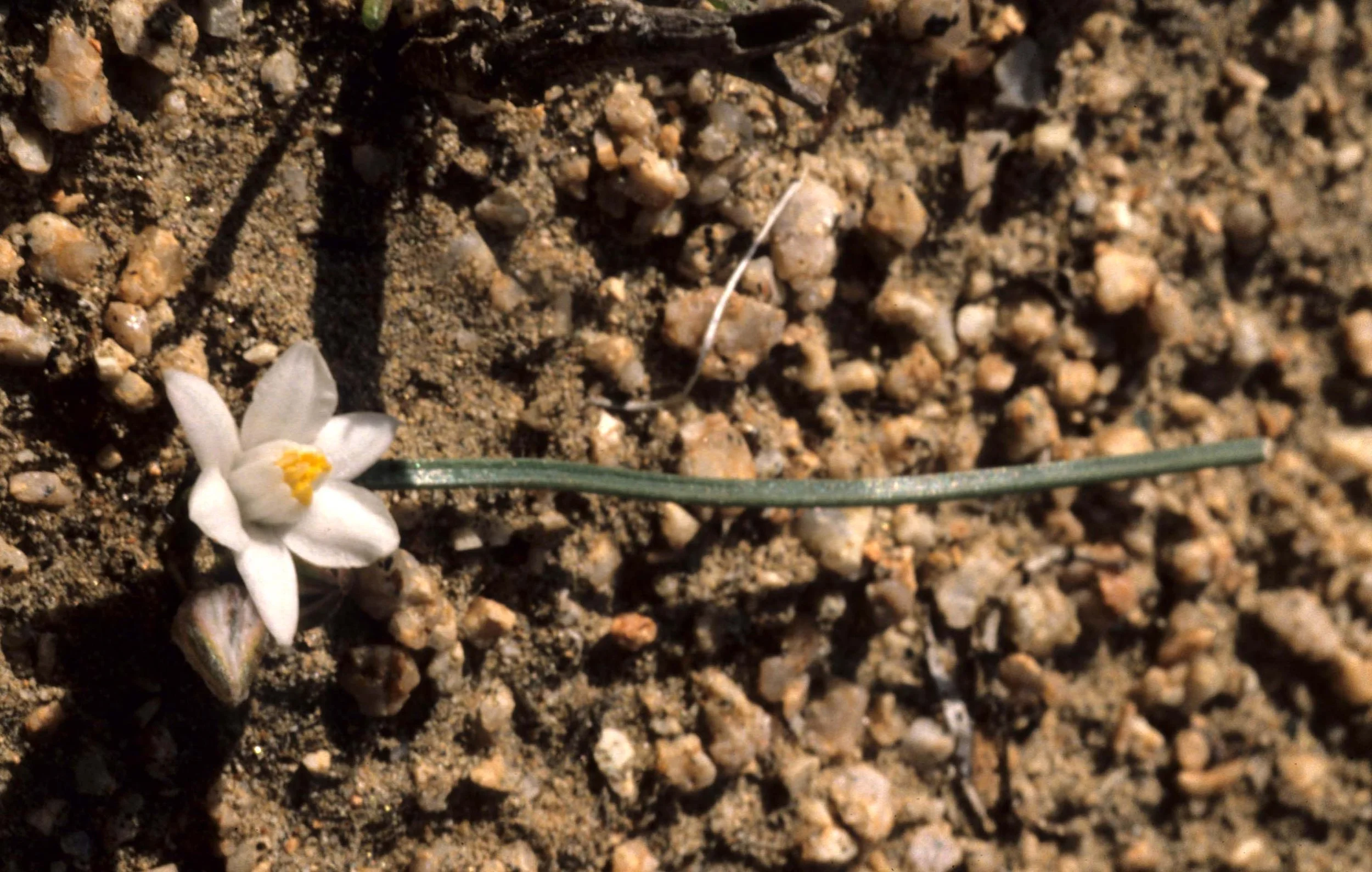ANZA BORREGO - PLANT SPECIES B.jpg