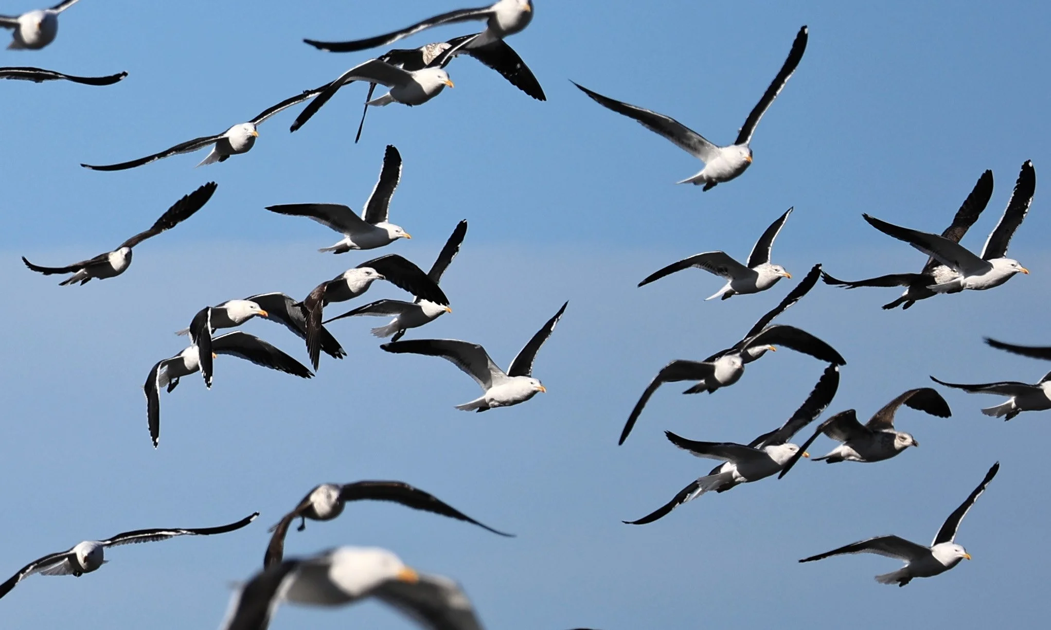 Kelp Gull (Larus dominicanus) Puerto Rawson Argentina (16).jpg