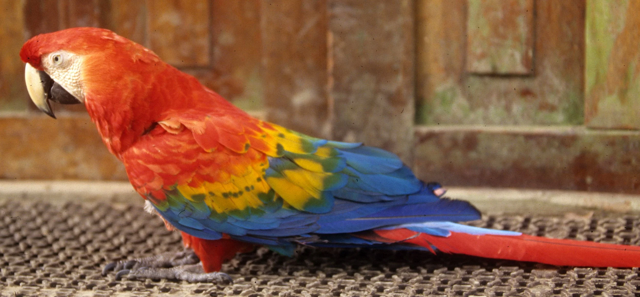 BIRD - MACAW - SCARLET - MANU LODGE PET.jpg
