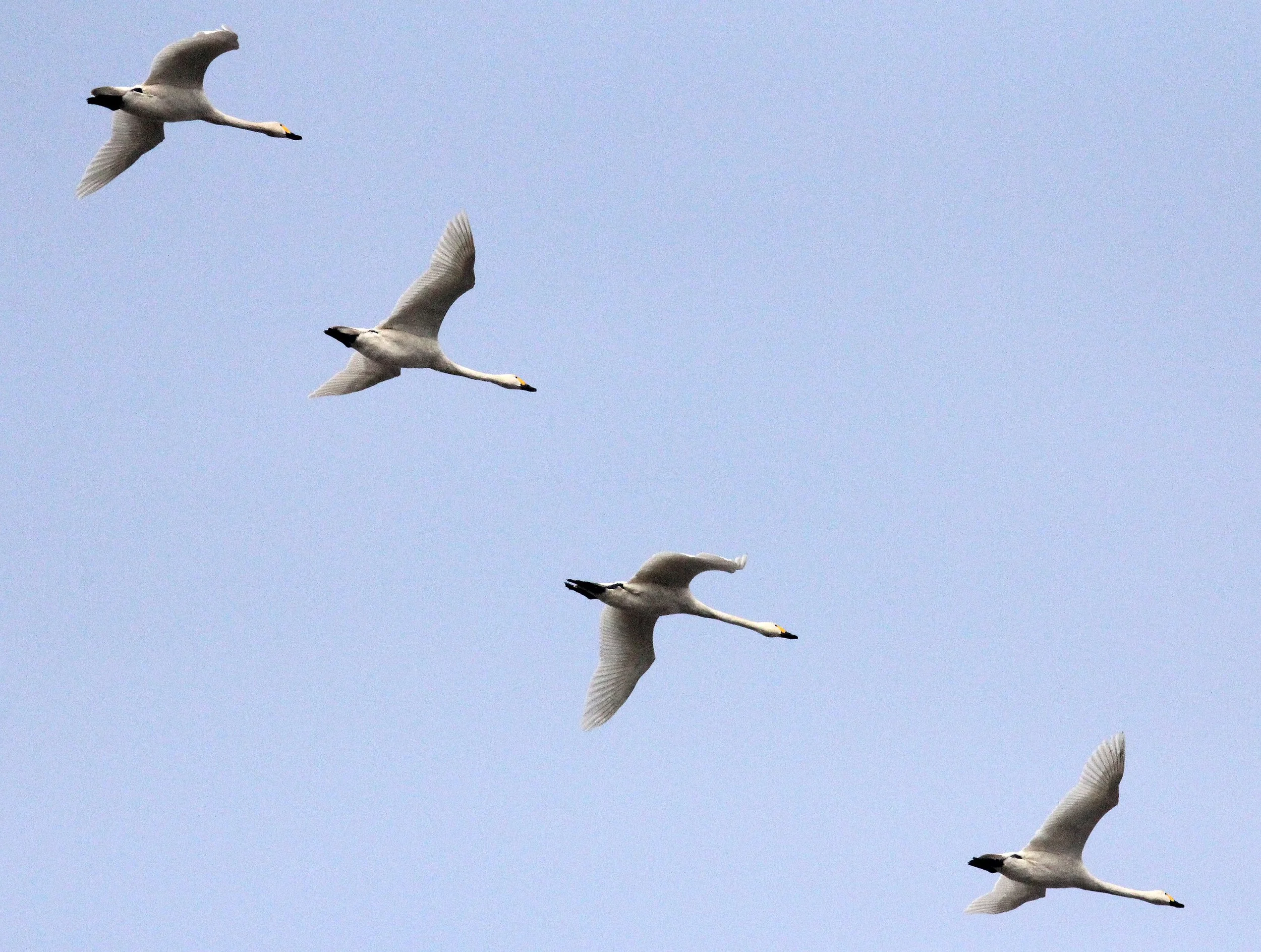 SWAN - TUNDRA SWAN - Cygnus columbianus - POYANG LAKE JIANGXI PROVINCE CHINA (27).JPG
