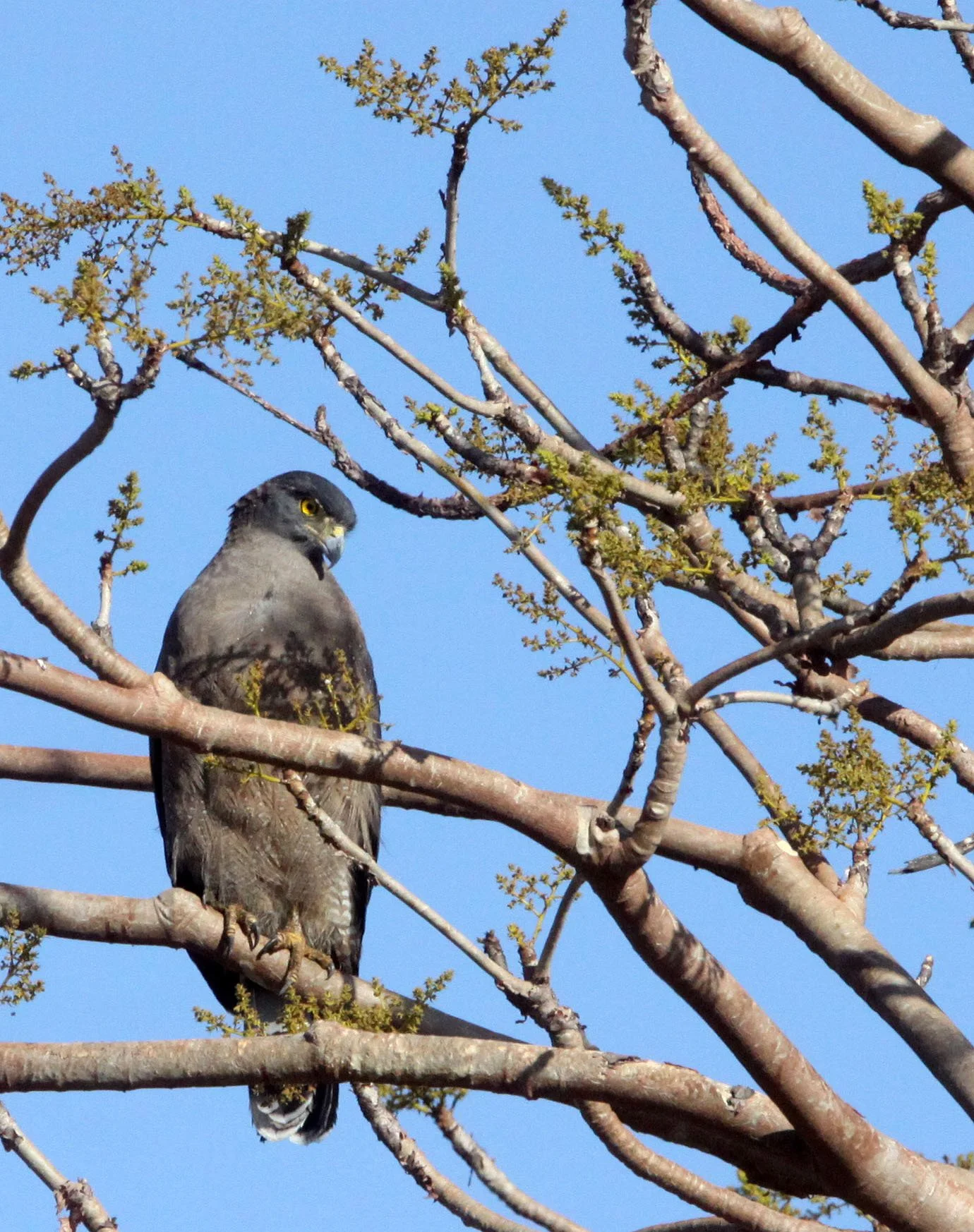 Spilornis cheela melanotis - INDIAN CRESTED SERPENT (SNAKE) EAGLE -  GIR FOREST GUJARAT INDIA (22).JPG
