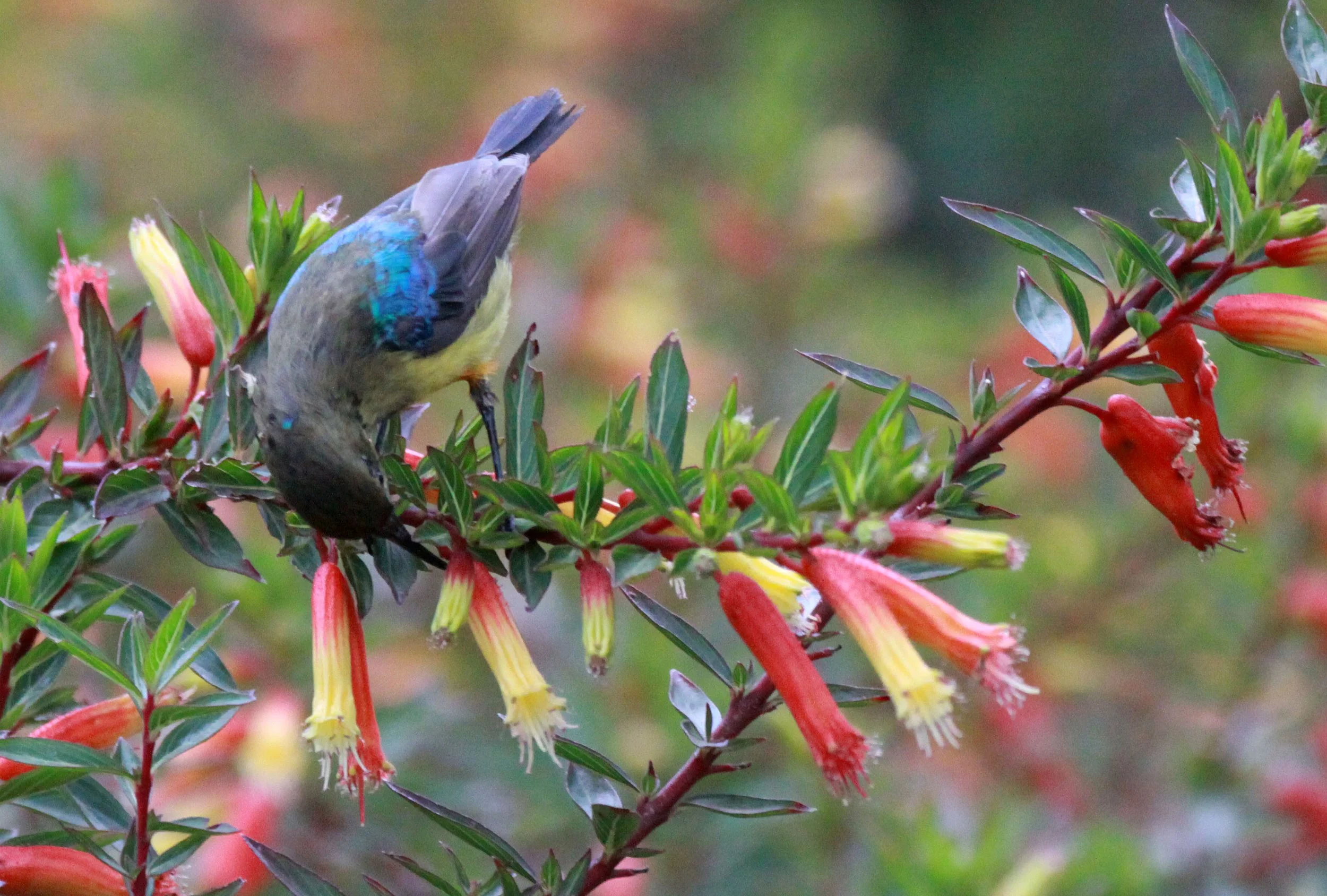 BIRD - SUNBIRD - REGAL SUNBIRD - CINNYRIS REGIA -  NYUNGWE NATIONAL PARK RWANDA (5).JPG