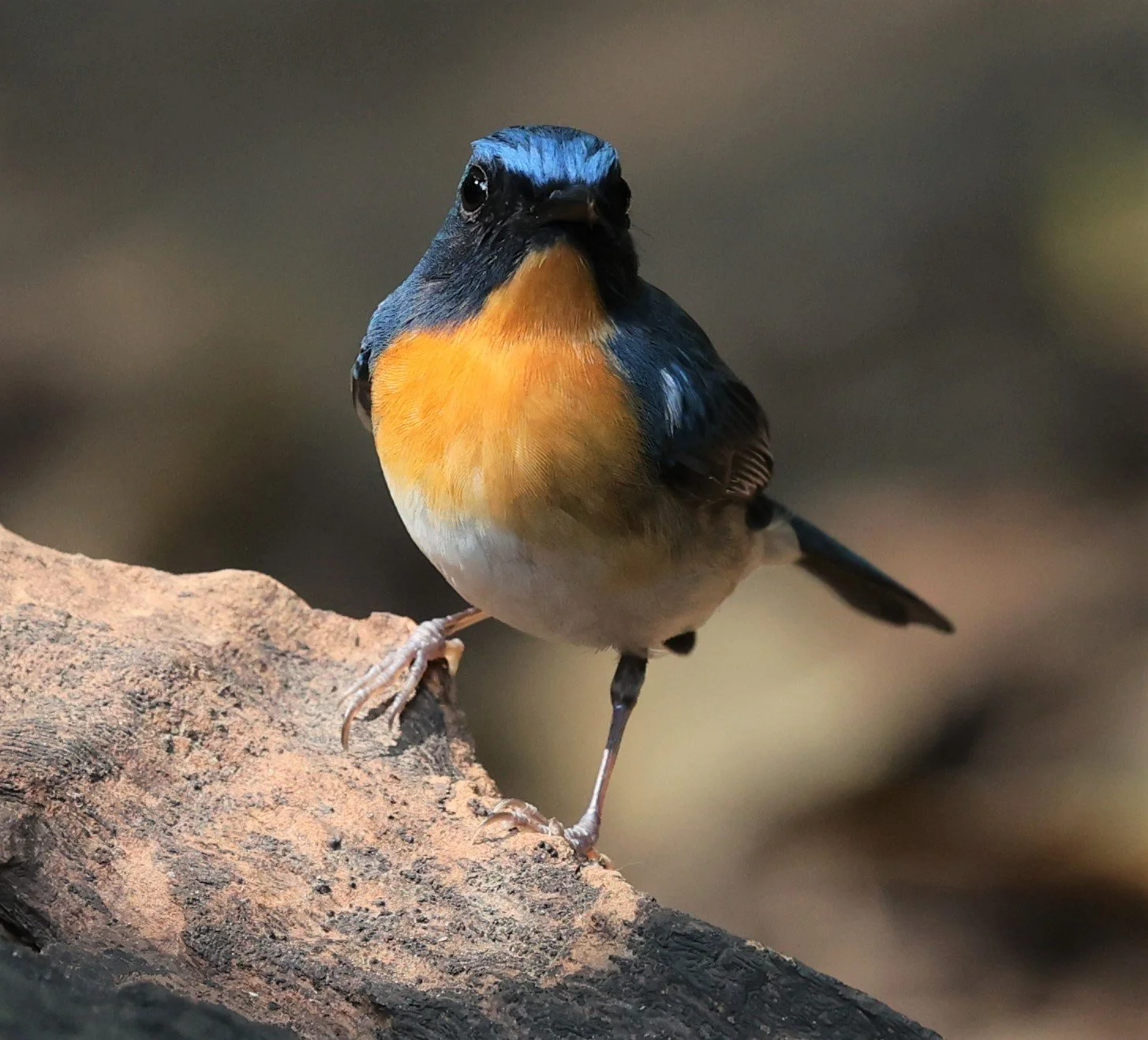 FLYCATCHER - CHINESE BLUE FLYCATCHER - Cyornis glaucicomans - PETCHABURI PROVINCE - NUY HIDE NEAR KAENG KRACHAN JAN 2022 (41).jpg