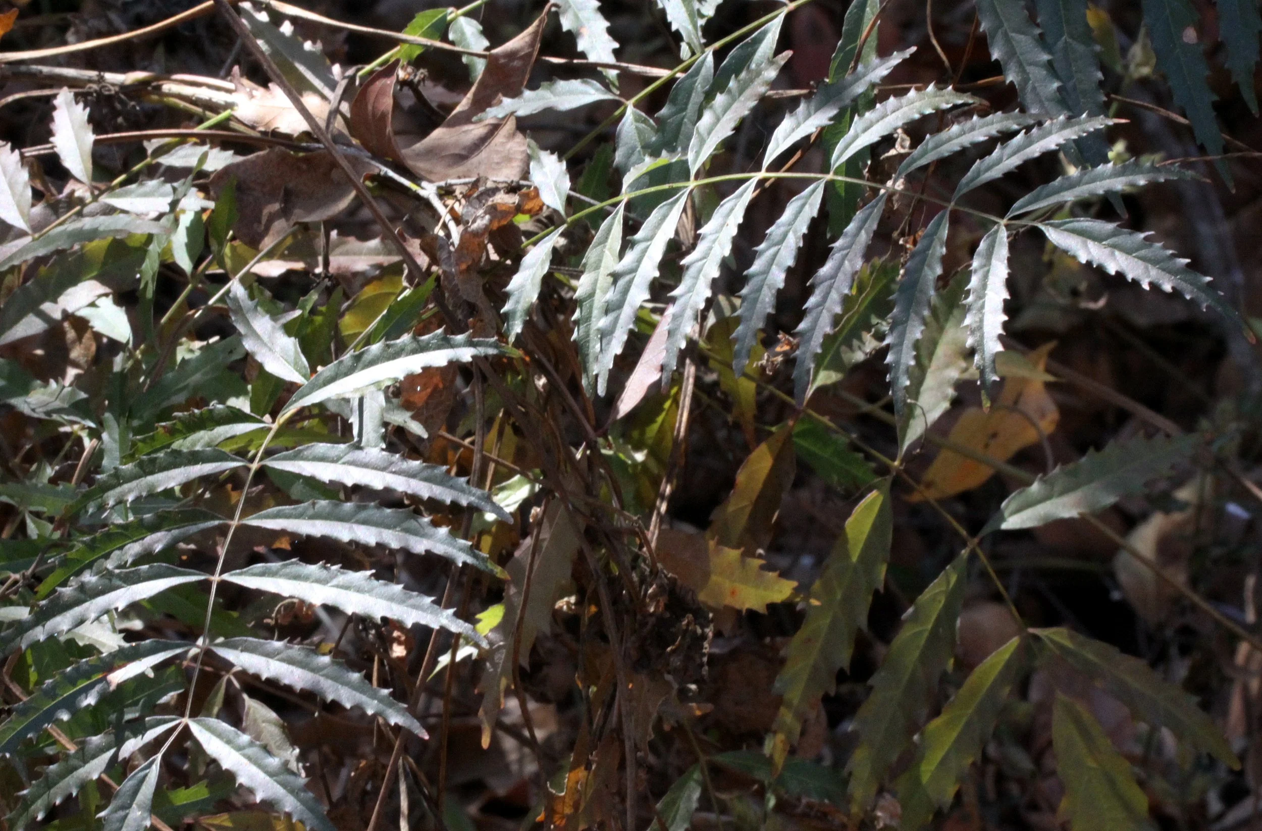 PLANT - SPECIES - KIRINDY NATIONAL PARK - MADAGASCAR (2).JPG