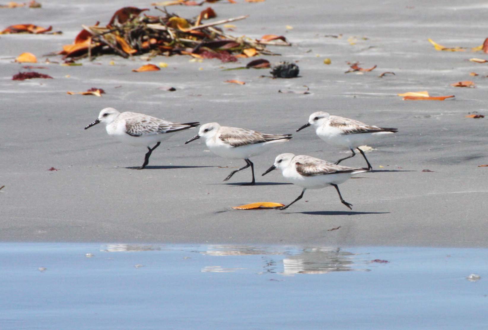 BIRD - SANDERLING - SAN IGNACIO LAGOON BAJA MEXICO (6).JPG