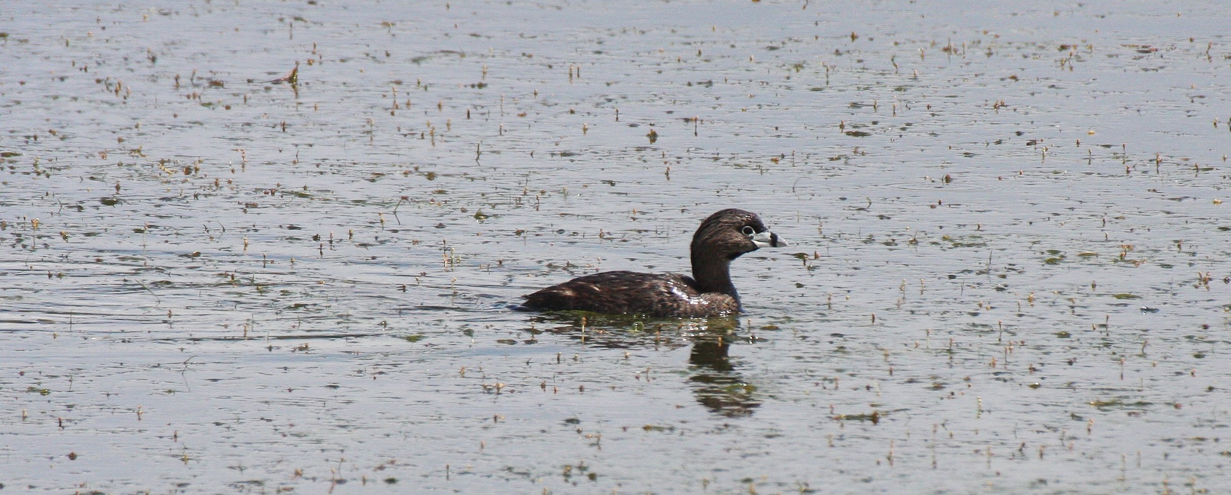 Pied-billed Grebe (Podilymbus podiceps) Ridgefield NWR Washington (11).JPG