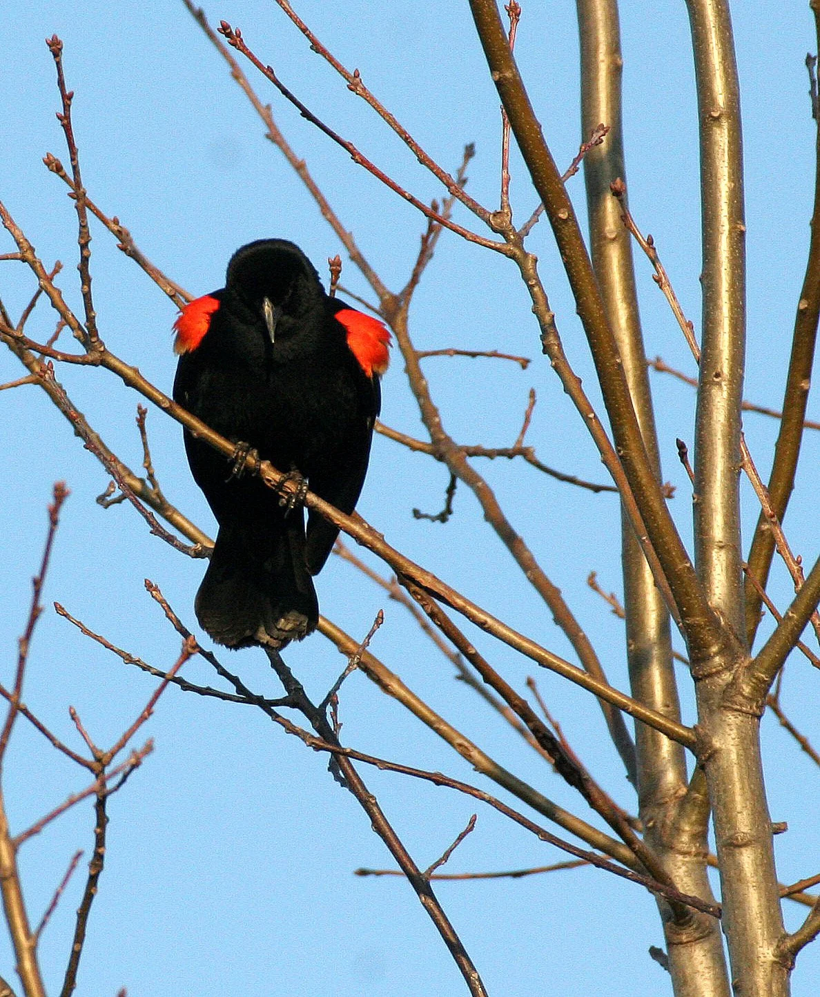 Red-winged Blackbird (Agelaius phoeniceus) Danada Preserve Wheaton Illinois (4).JPG