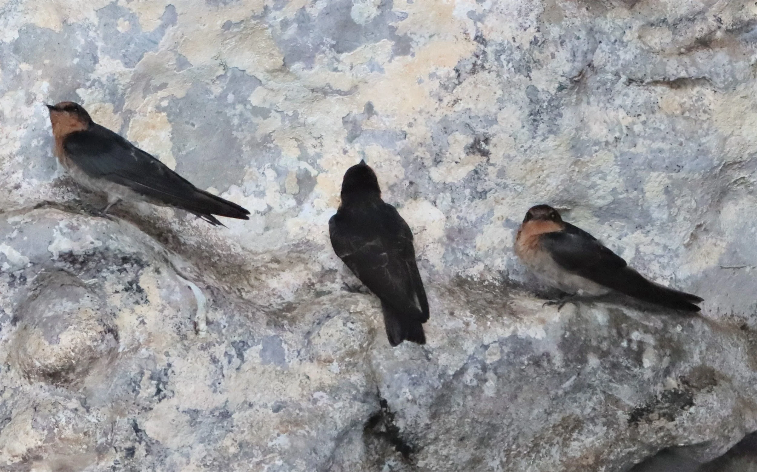 Barn Swallow (Hirundo rustica) Ao Phang Nga NP Thailand (11).jpg