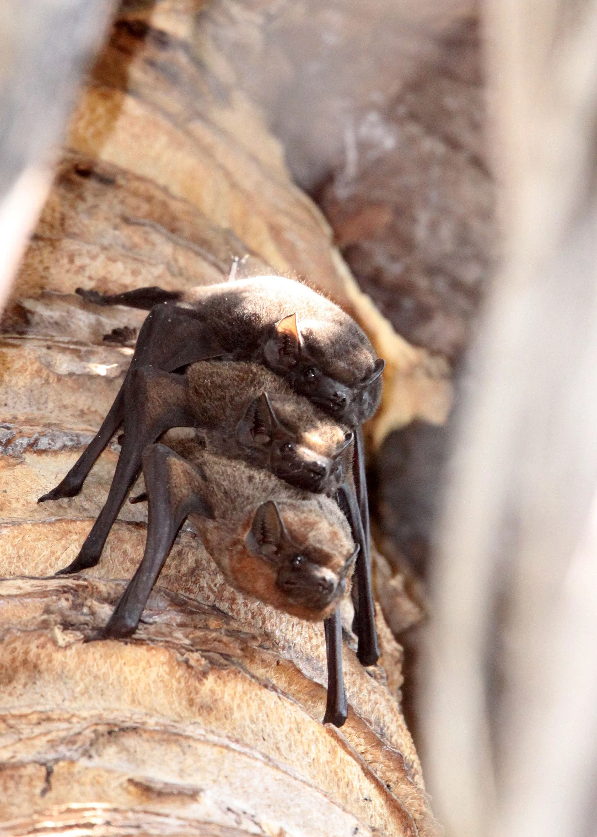 Taphozous longimanus - LONG-WINGED TOMB BAT - MAYBE - KAZIRANGA NATIONAL PARK ASSAM INDIA (2).JPG