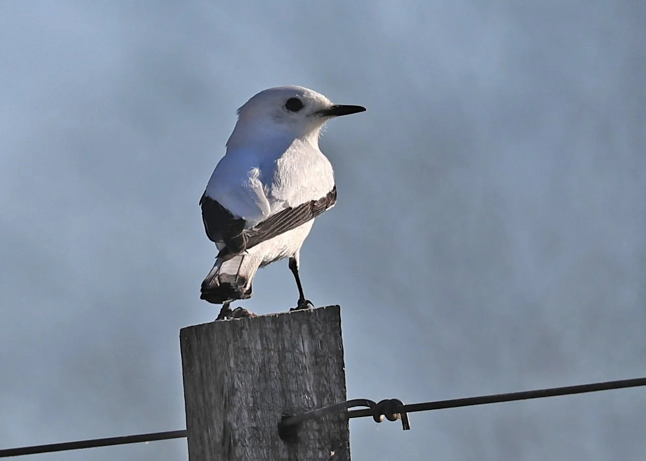 White Monjita (Xolmis irupero) Fortin Toledo Paraguay (7).jpg