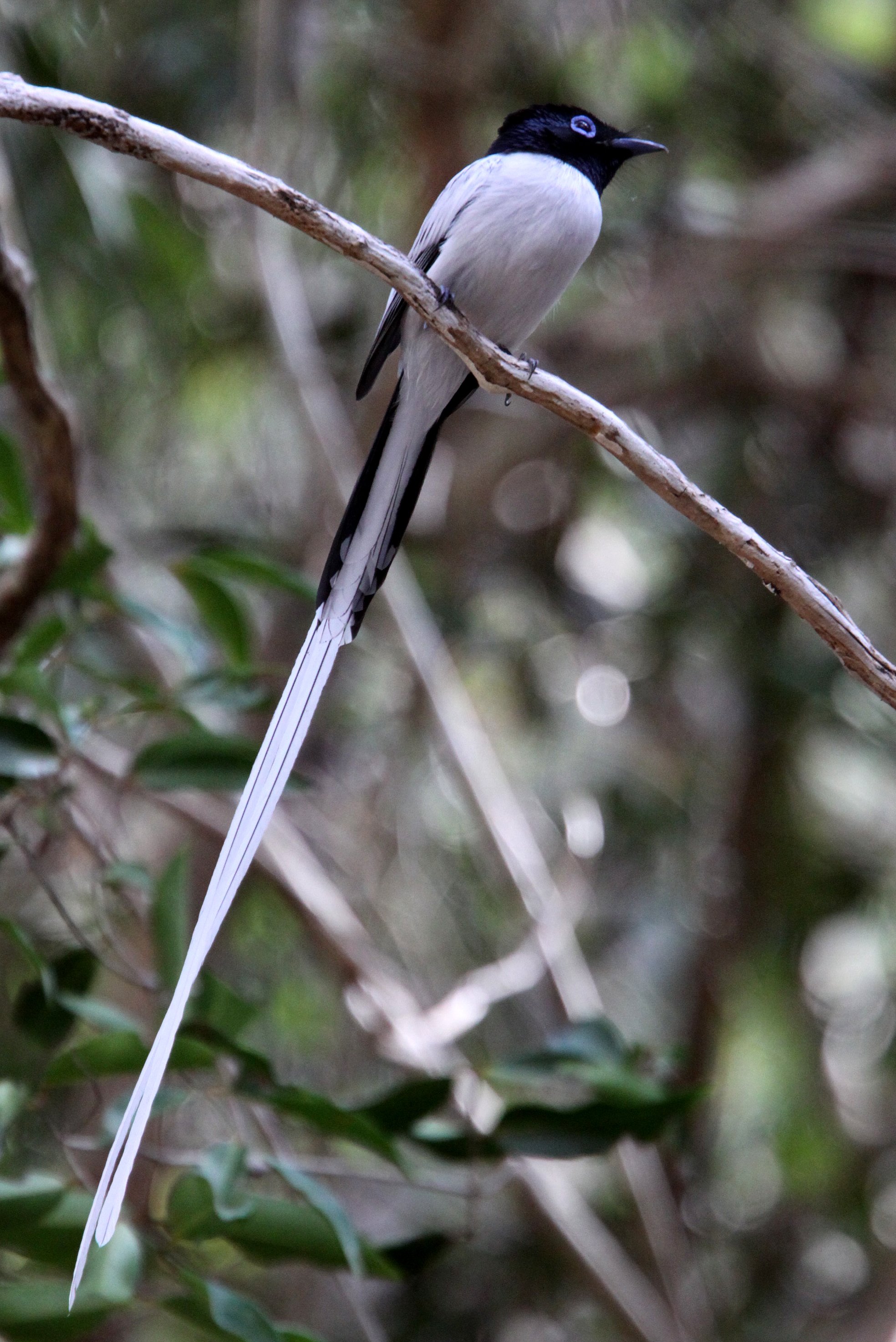 BIRD - FLYCATCHER - MADAGASCAR PARADISE FLYCATCHER - KIRINDY NATIONAL PARK - MADAGASCAR (10).JPG