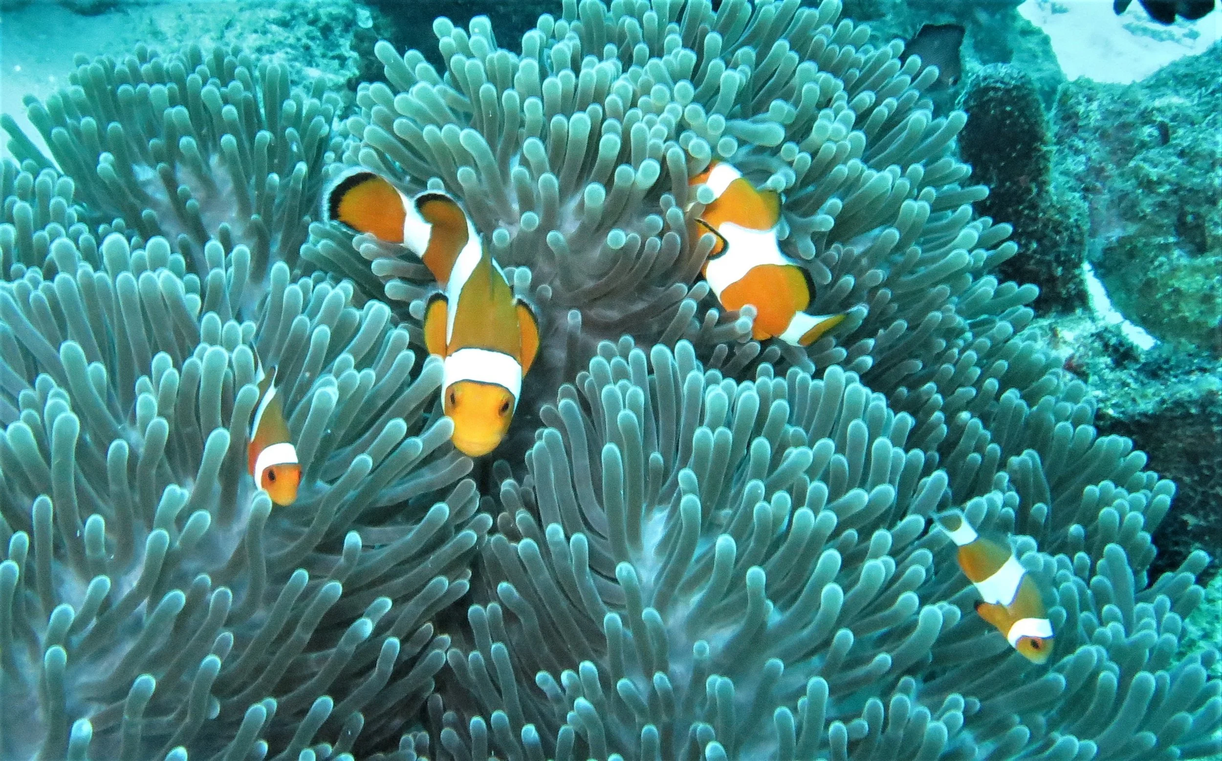 Pomacentridae - Amphiprion ocellaris - Ocellaris or False Percula Clownfish - Similan Islands Thailand (2).jpg