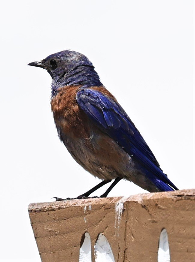 Western Bluebird (Sialia mexicana) Flagstaff Arboretum Arizona (5).jpg