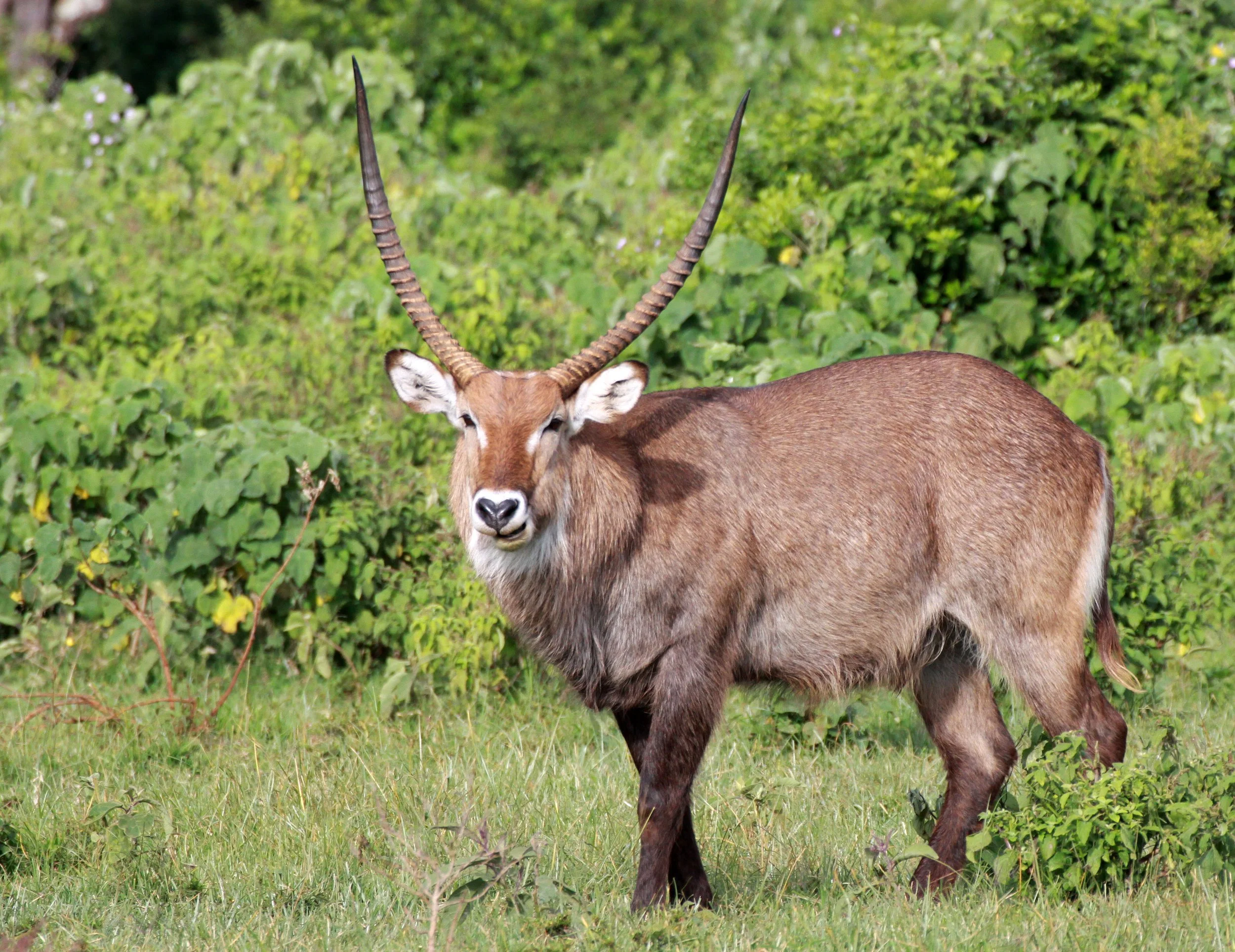 WATERBUCK - DEFASSA'S WATERBUCK - Kobus defassa - ABERDERES NATIONAL PARK KENYA (15).JPG