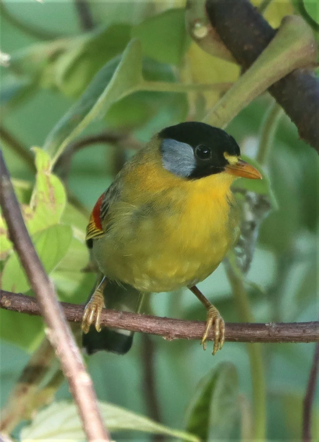 MESIA - SILVER-EARED MESIA - Leiothrix argentauris - DOI ANG KANG CHIANG MAI (10).jpg