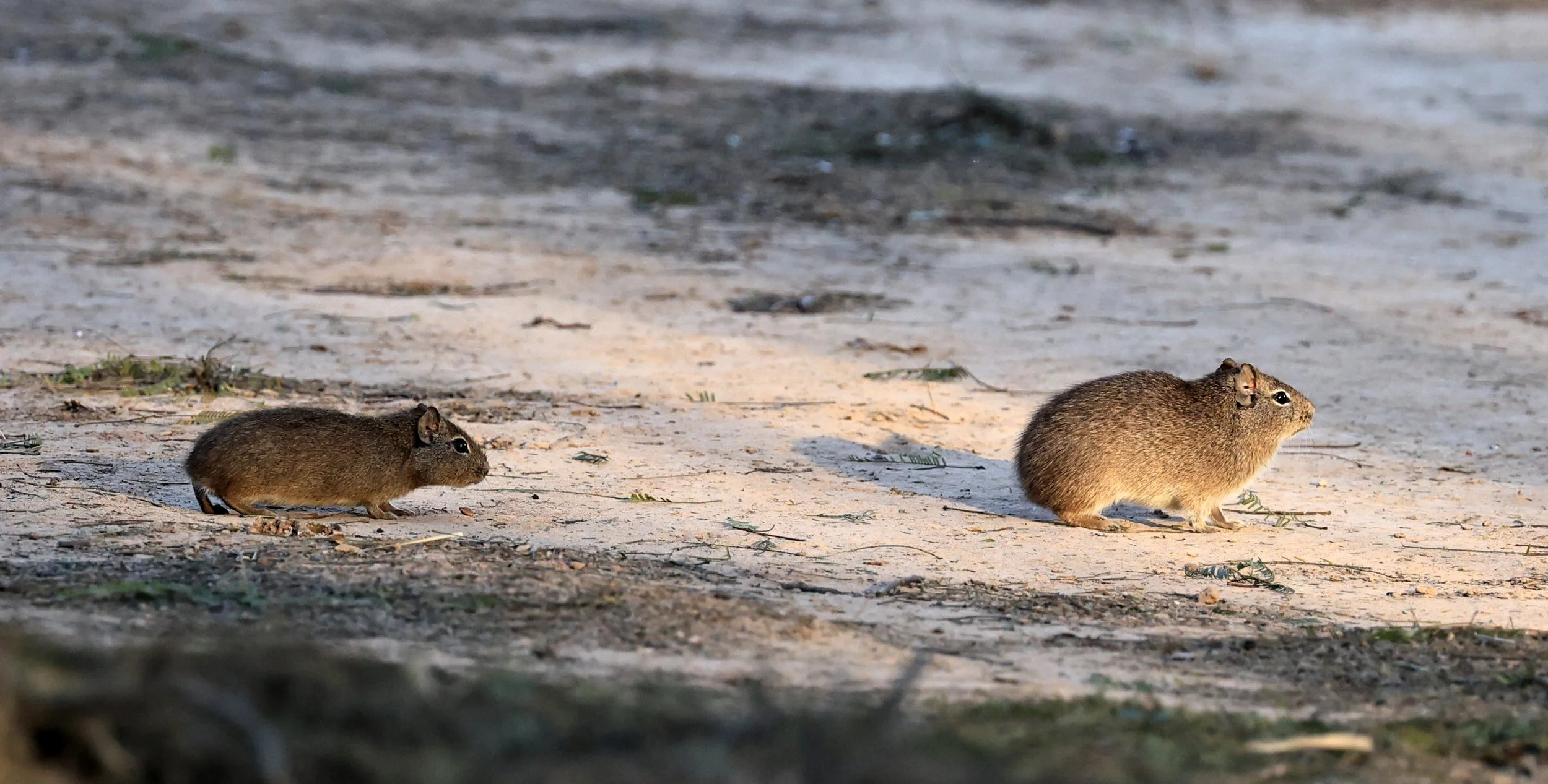 Lowland Yellow-Toothed Cavy (Galea leucoblephara) Hotel Iparoma Campestre Paraguay (35).jpg