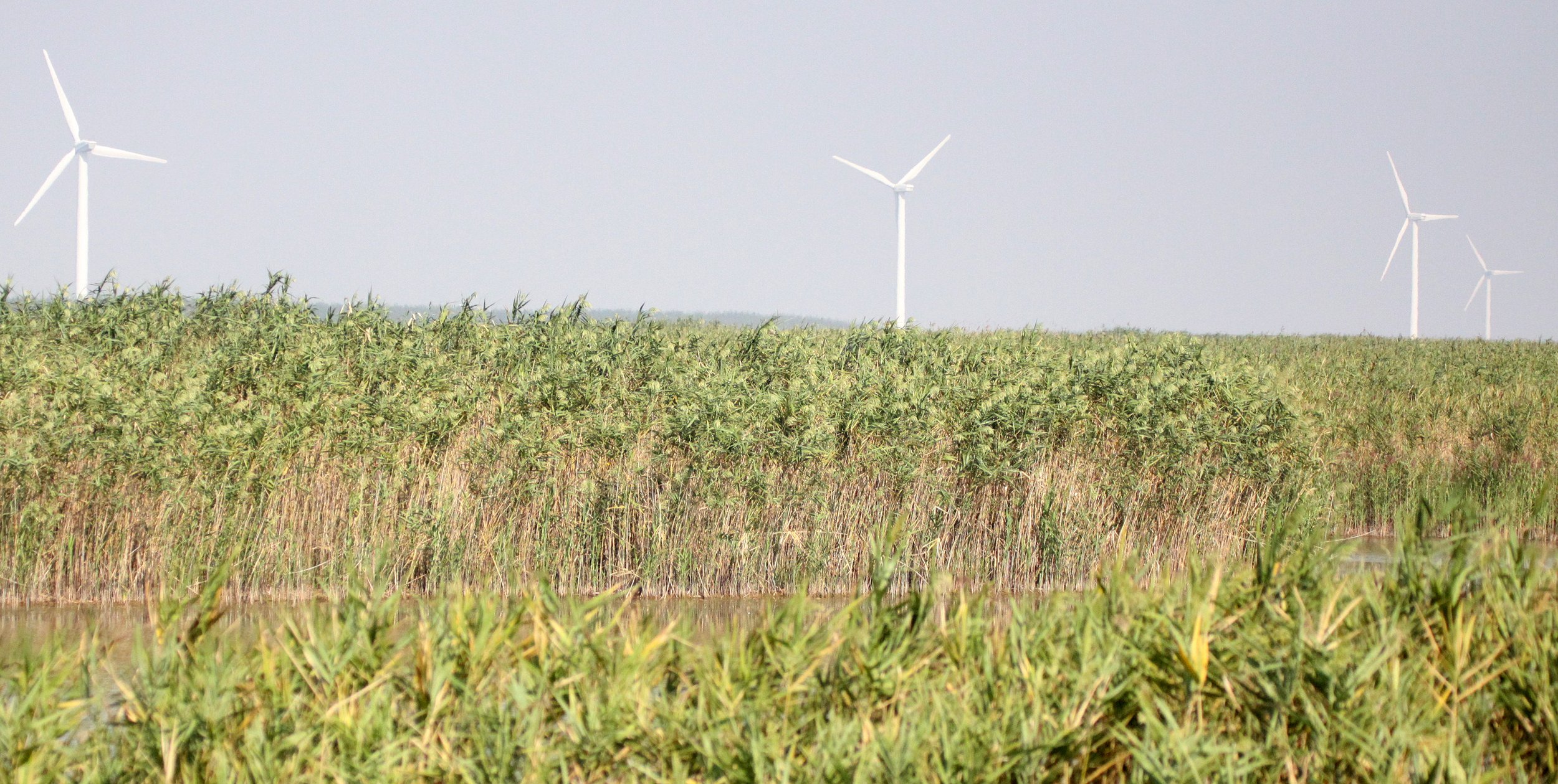 CHONGMING ISLAND - DONGTAN WETLANDS RESERVE - WINDFARMS (2).JPG
